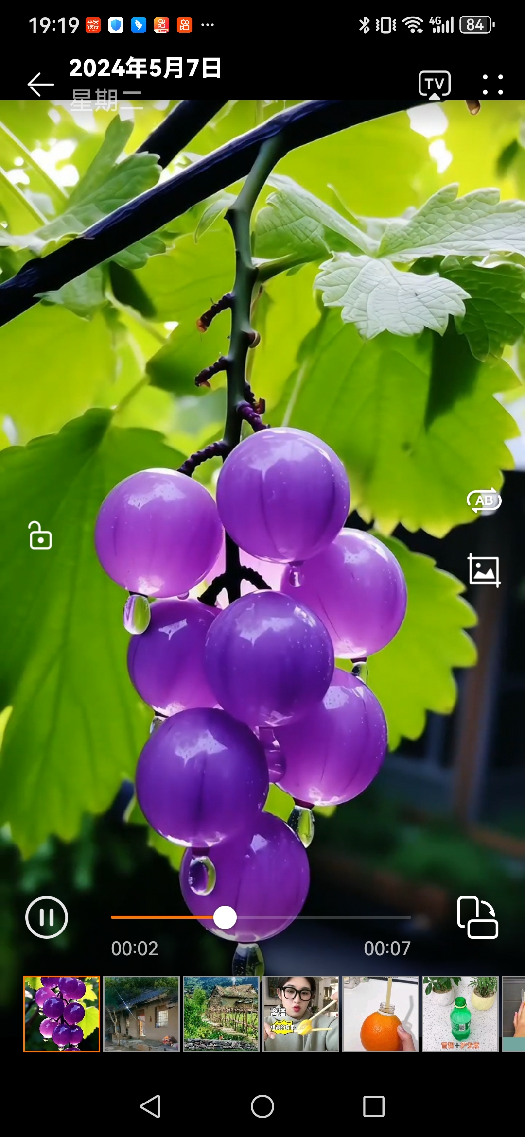 紫色的葡萄挂满藤蔓,闪烁着夕阳的余晖,仿佛每一颗都在诉说着夏日的