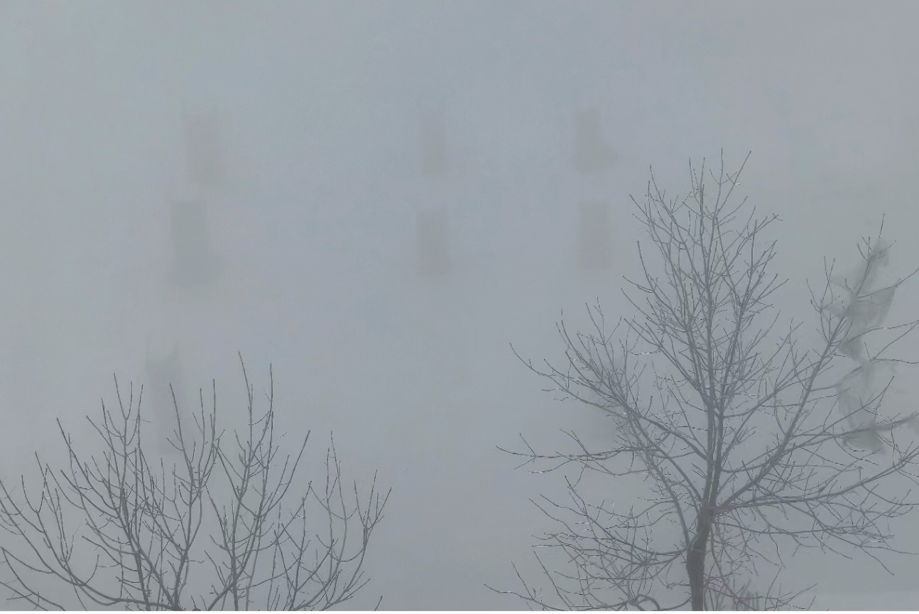 天空,街道,树木都笼罩着浓雾,给出行带来了不便.
