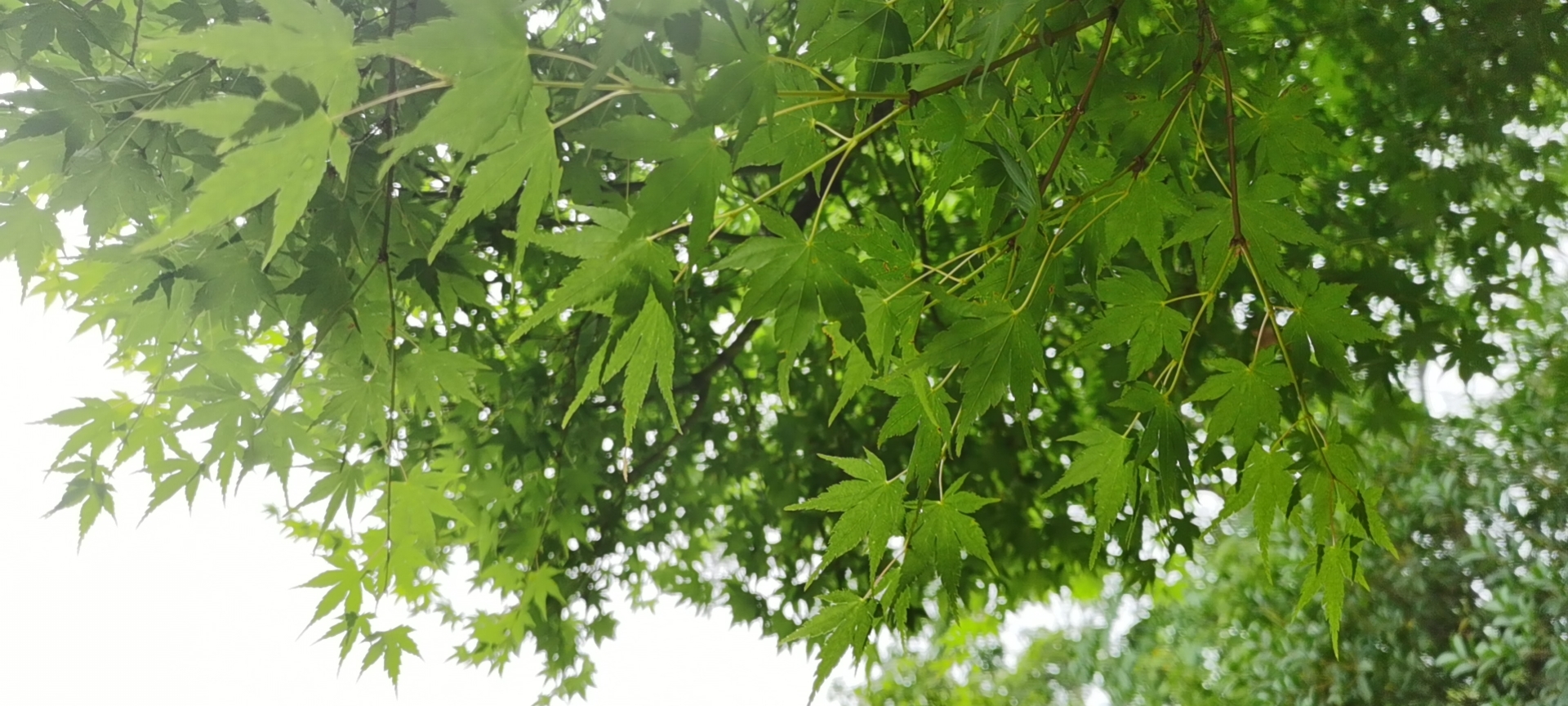 哪种枫树叶子最小
