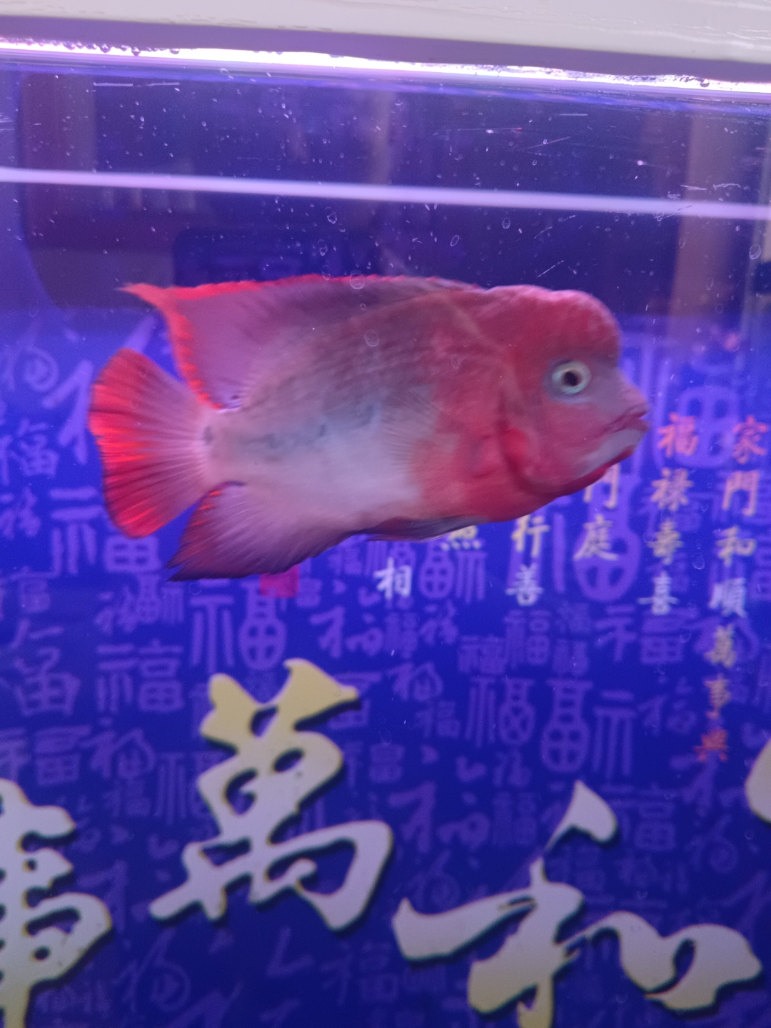 这是古典彩虹罗汉鱼吗