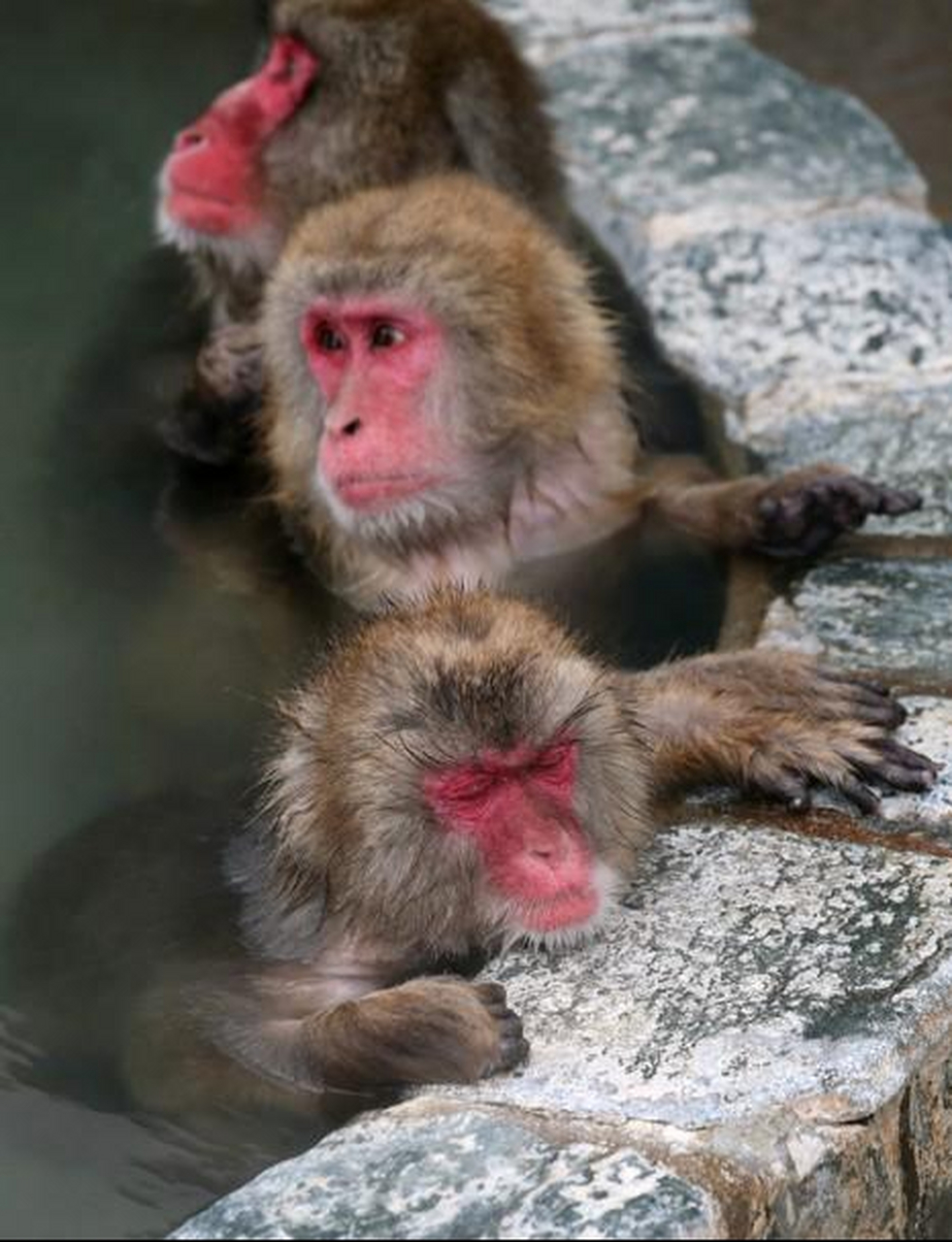 日本北海道冬天泡温泉的猴子·表情太销魂!