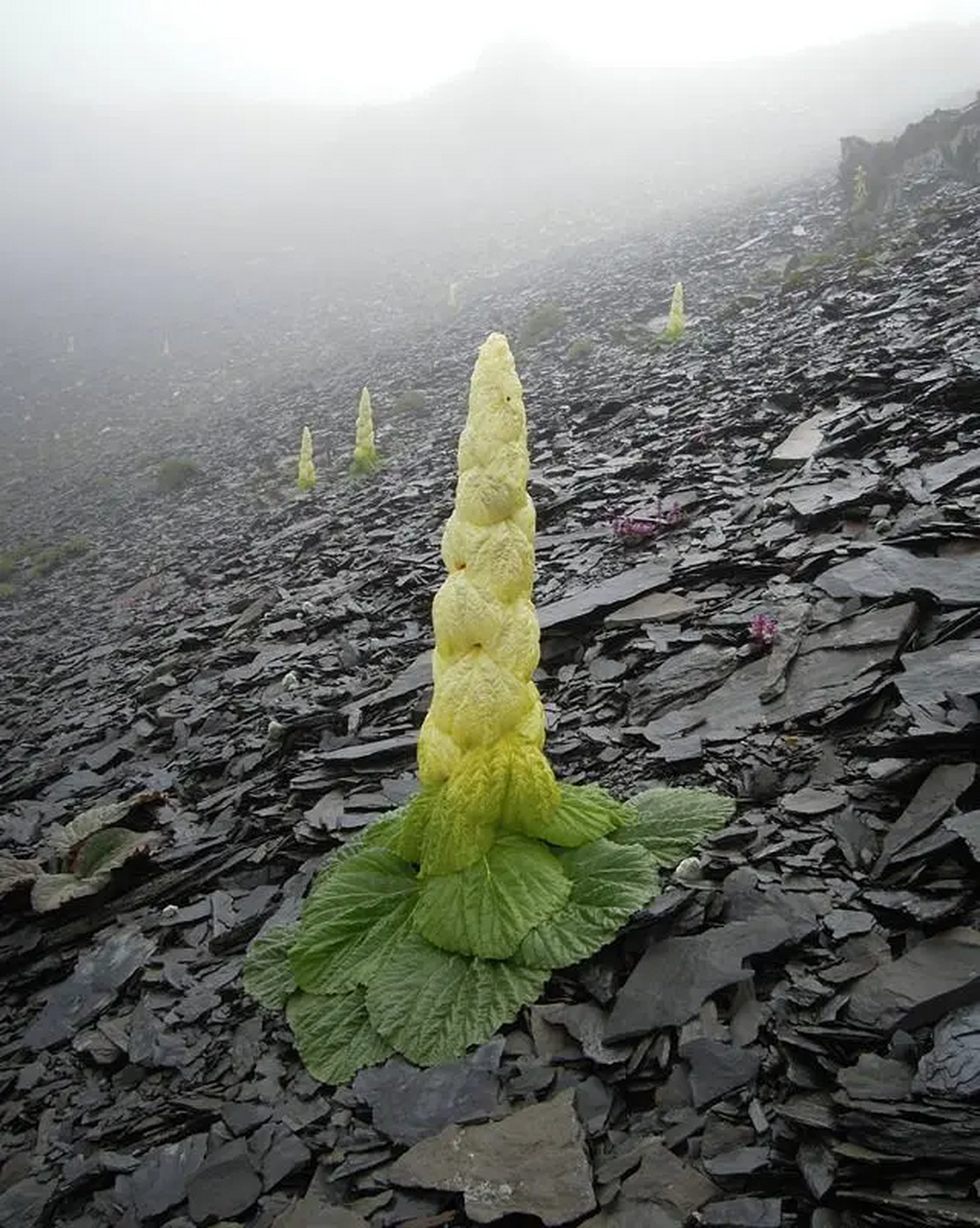 在去西藏的路上·你可能会遇见这种宝塔形植物花奔