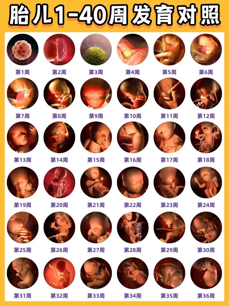 胎儿1-40周发育对照和注意事项 孕期必看	 今天给各位准妈妈和准爸爸