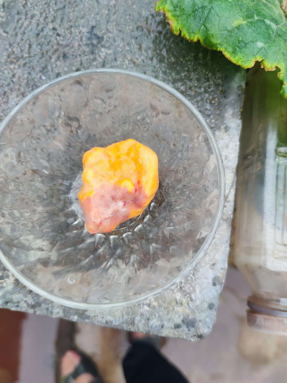 公鸡鸡宝谁收购