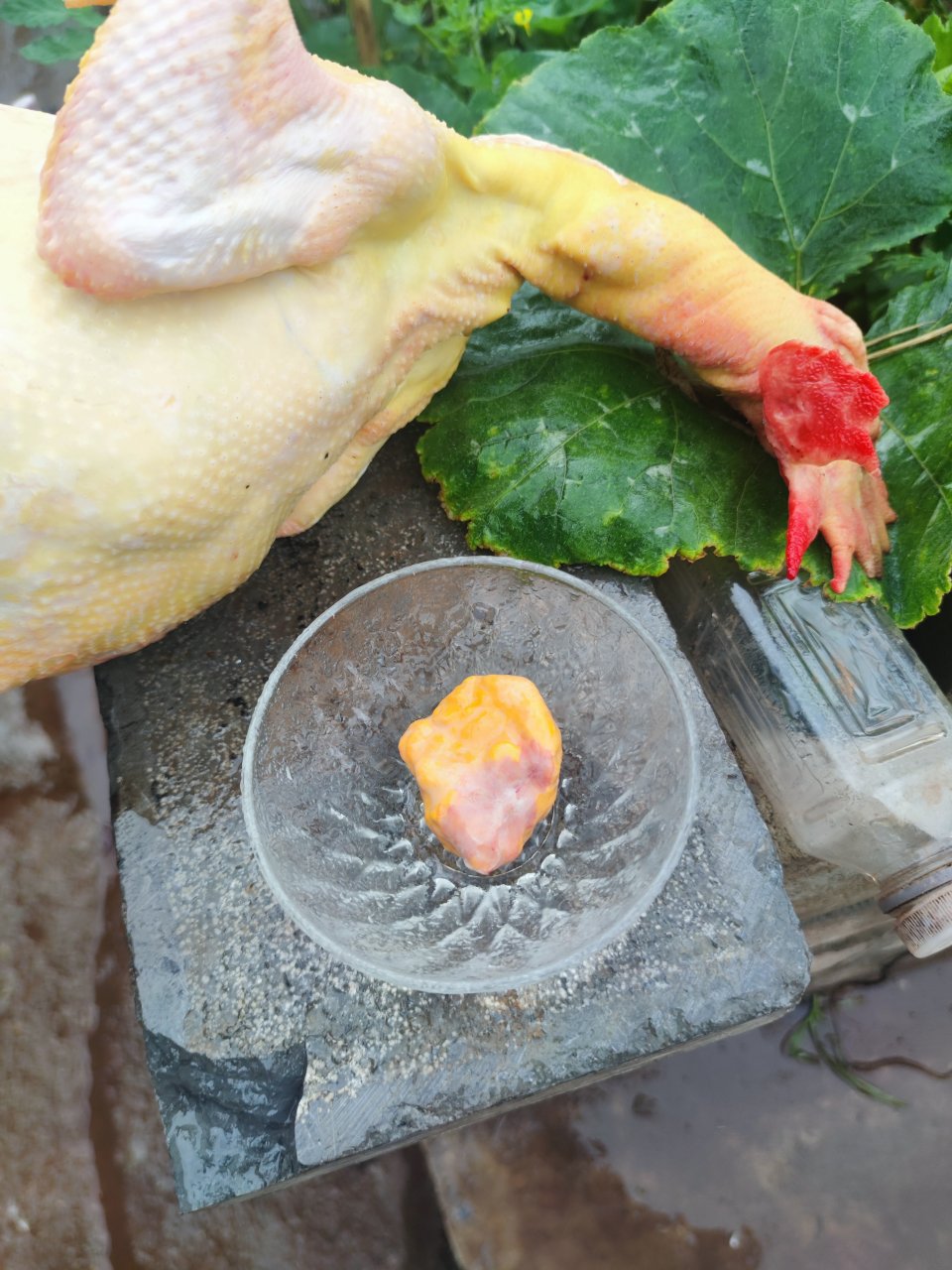 公鸡鸡宝谁收购