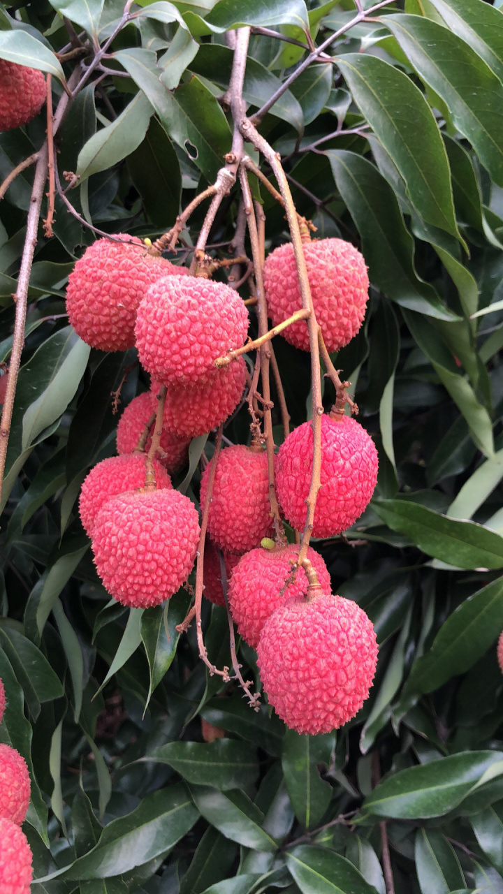 状元红荔枝,果中状元…