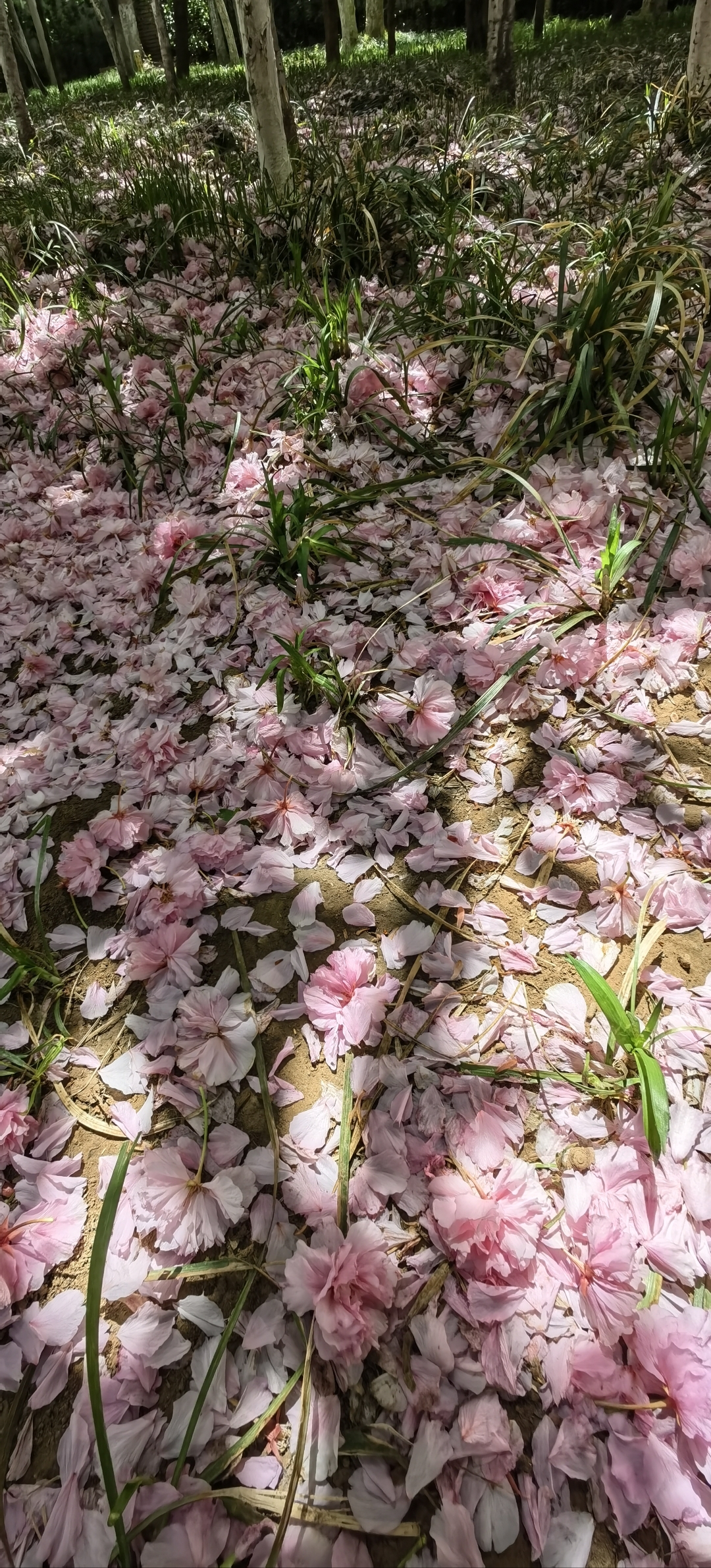 落花满地化春泥 满地落花,花瓣花朵不停的凋落,花朵的