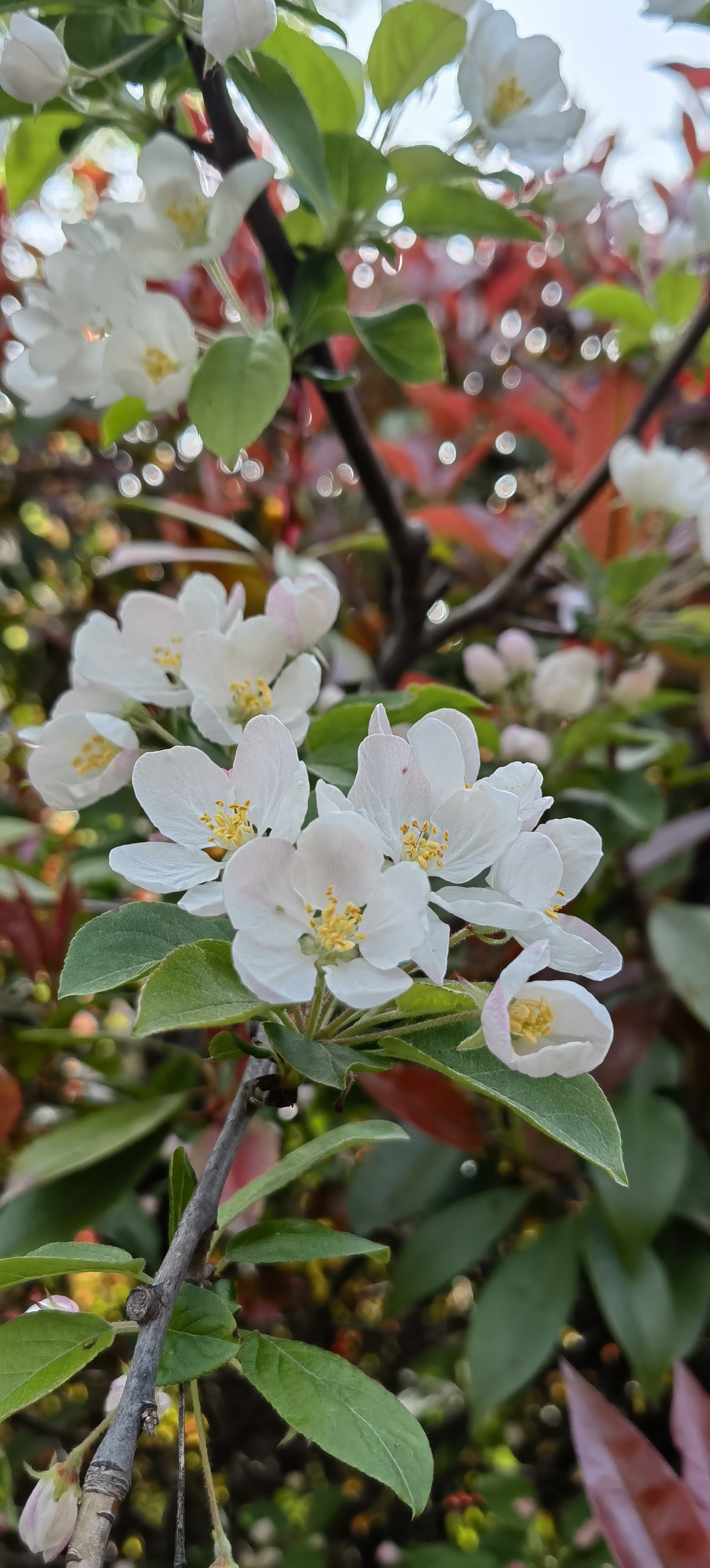 海棠花花瓣数量图片