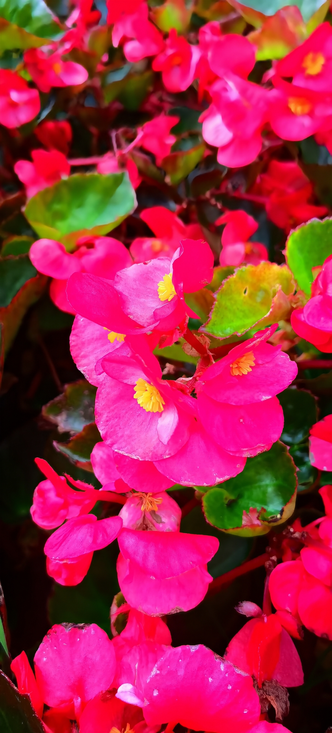 玻璃海棠 璃海棠花 同在西海岸的嘉陵江路边的绿化带里,一片红红的