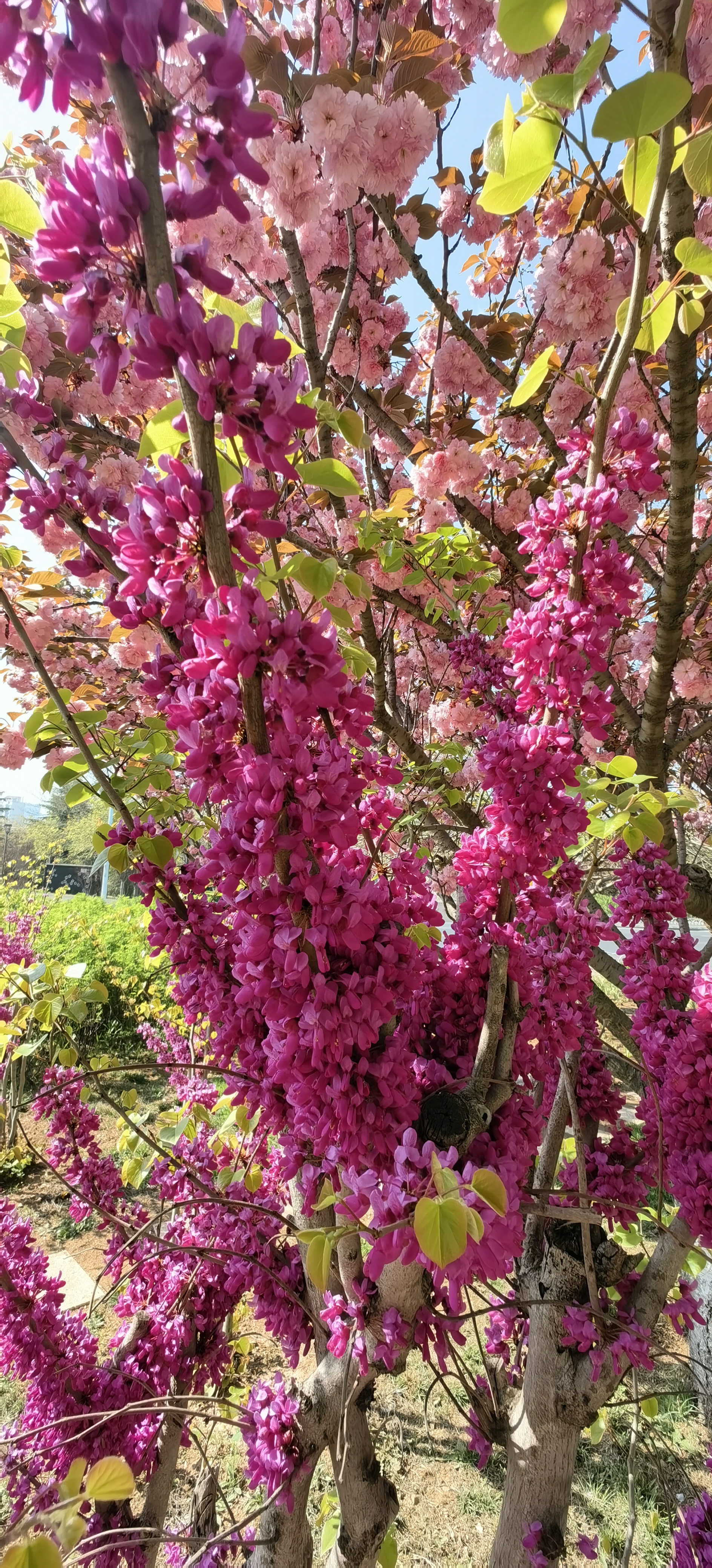 这是一种满身开满花的树,紫色的颜色非常艳丽漂亮,一树一树的鲜花