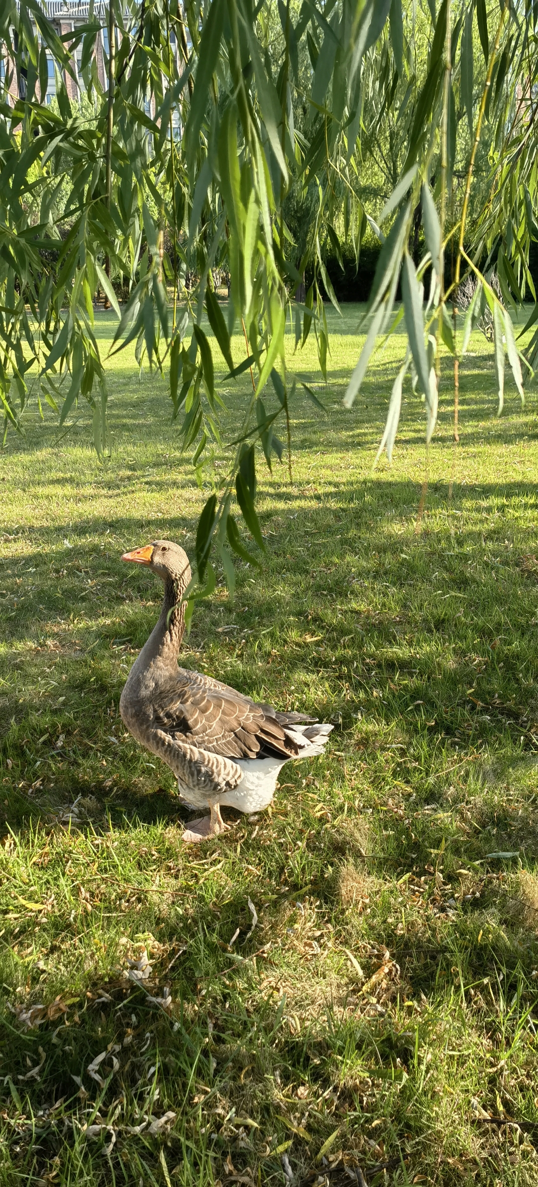 灰白相间的羽毛,仿佛是大自然的调色盘,让人眼前一亮.