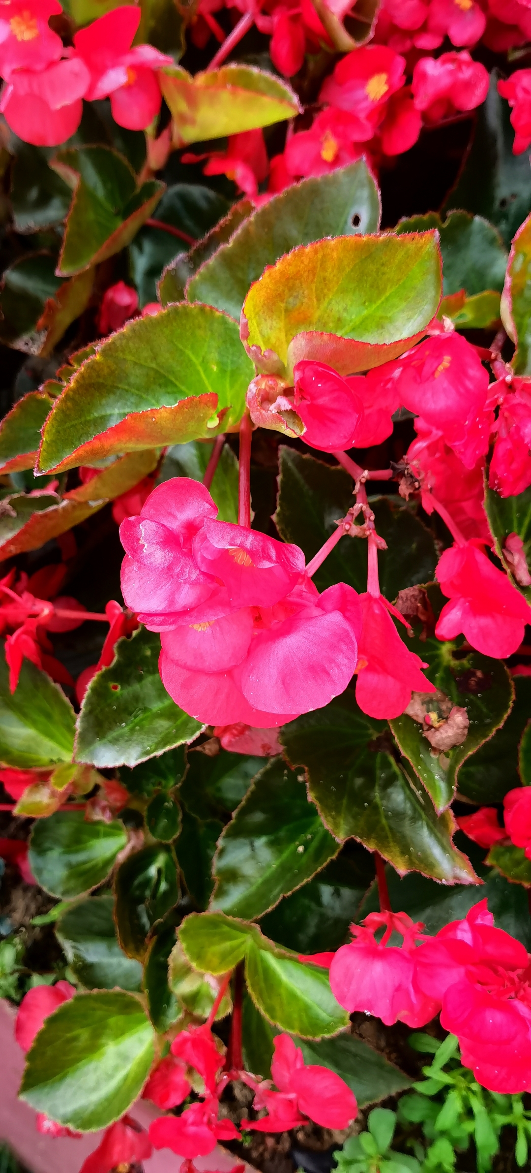 玻璃海棠 璃海棠花 同在西海岸的嘉陵江路边的绿化带里,一片红红的