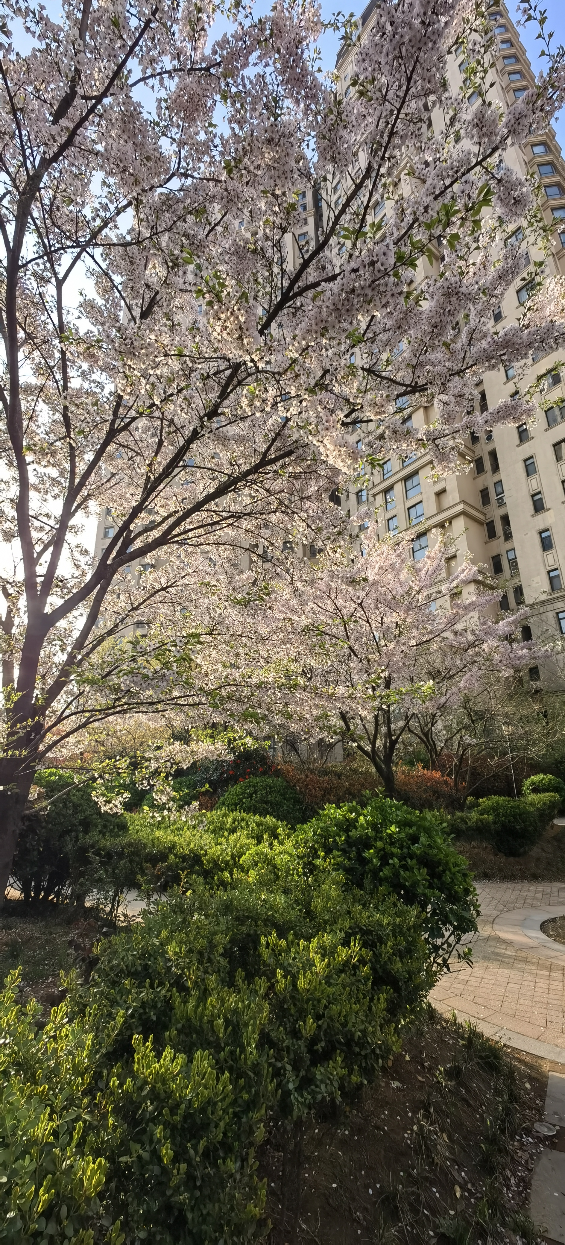 路边粉白色花的树图片