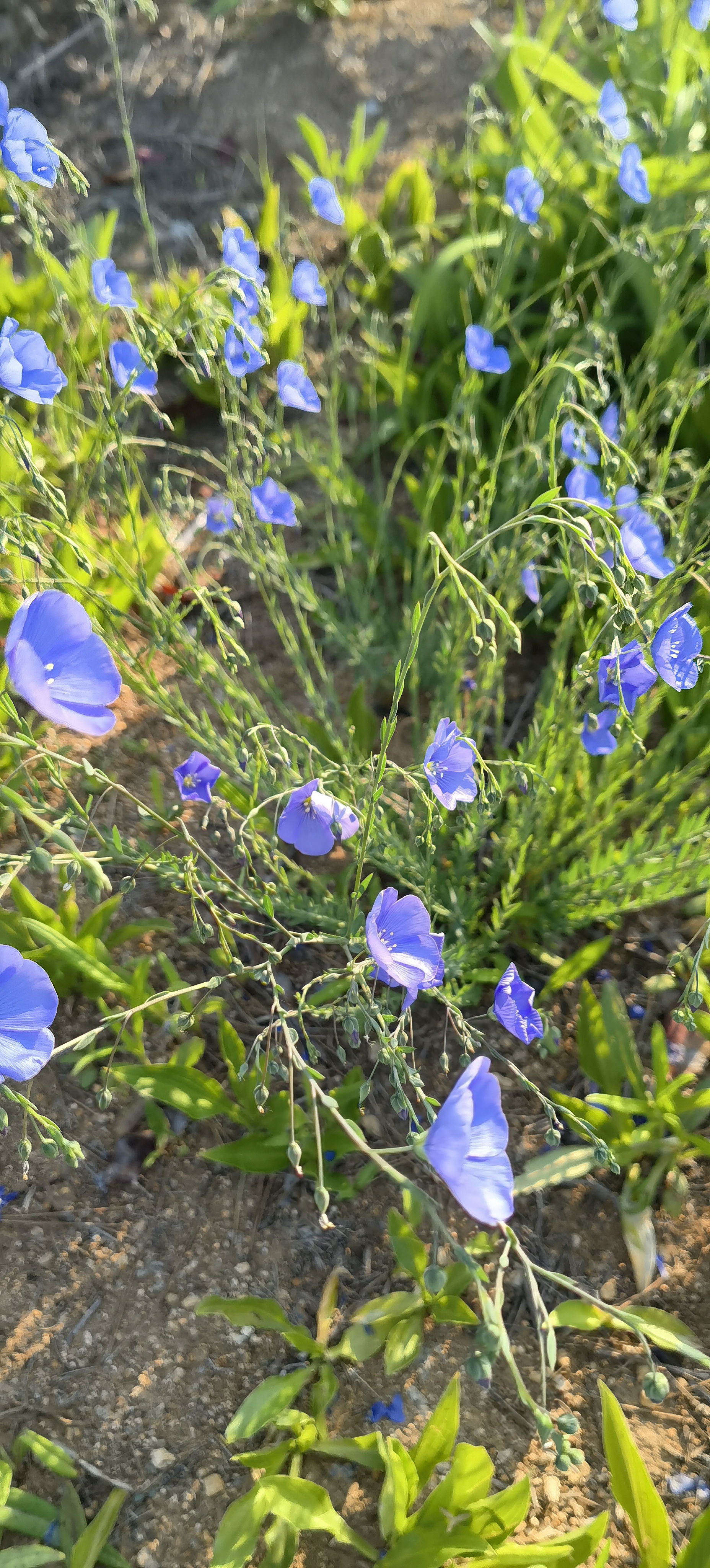 宿根亚麻(蓝亚麻,豆麻) 在贫瘠的沙石地上,开的一朵朵蓝色的小花朵