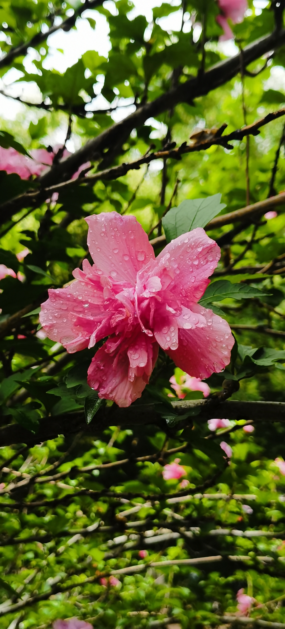 图文动态同步大赛#  雨后的木槿花 木槿花,一片一片的种植在路边