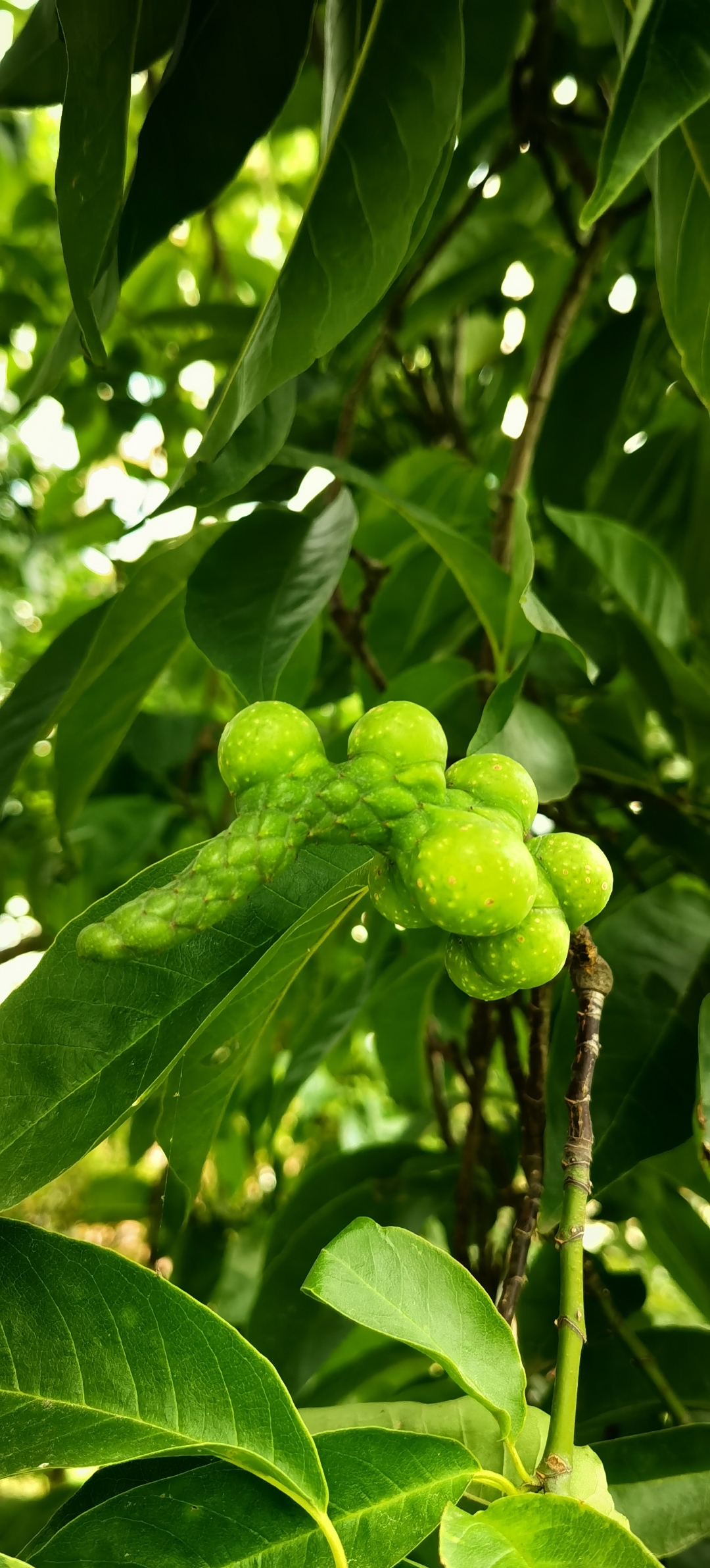 白兰花结果图片