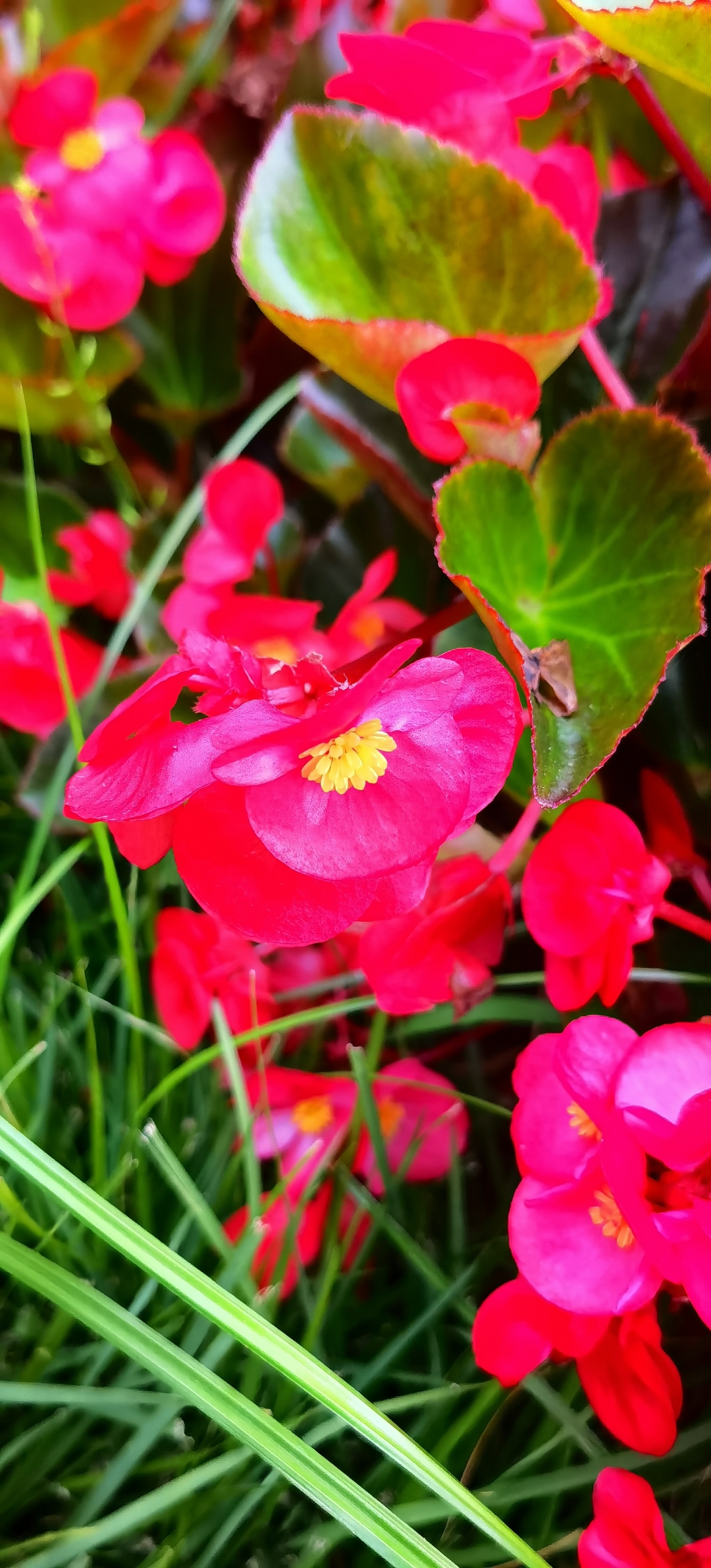 玻璃海棠 璃海棠花 同在西海岸的嘉陵江路边的绿化带里,一片红红的
