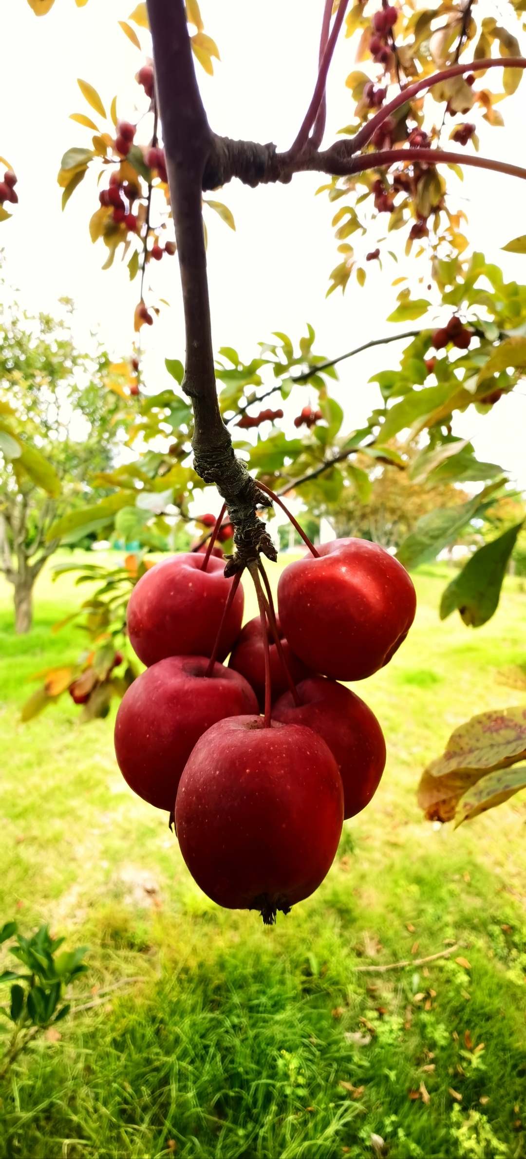 紫叶桃花果实图片