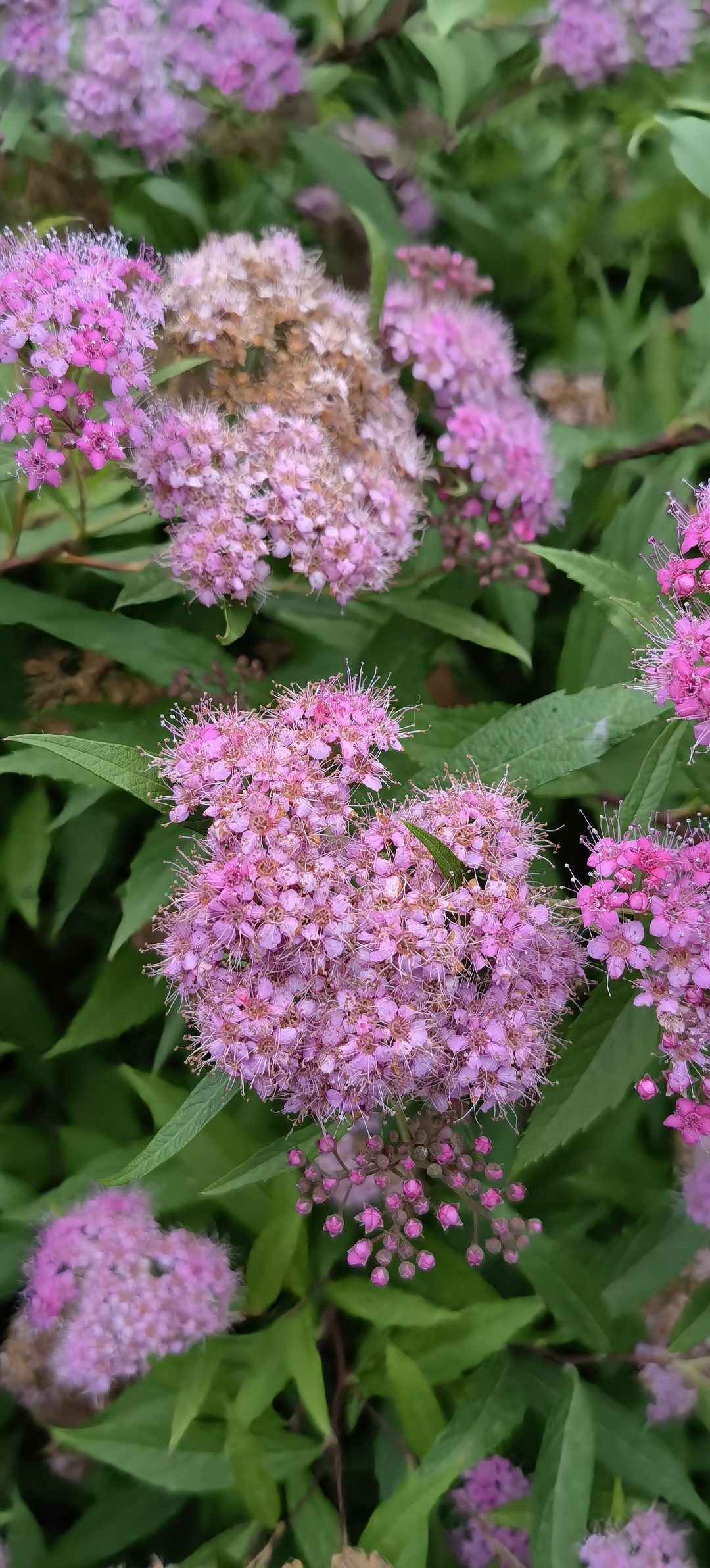 粉花绣线菊 我发现这种花的时候,已经错过了它的最佳开花期,刚开的花