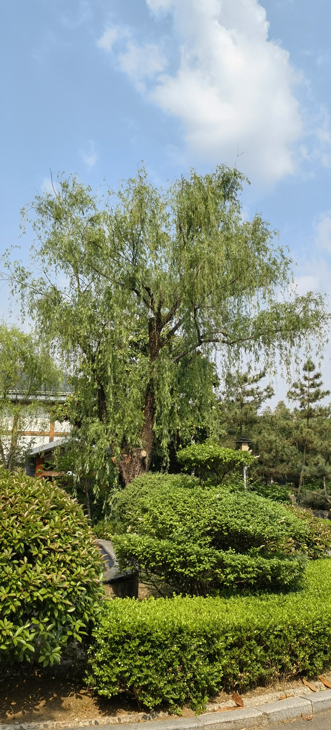 柳树婆娑,枝叶繁茂,翠绿欲滴,宛如大自然的绿色宝藏98.