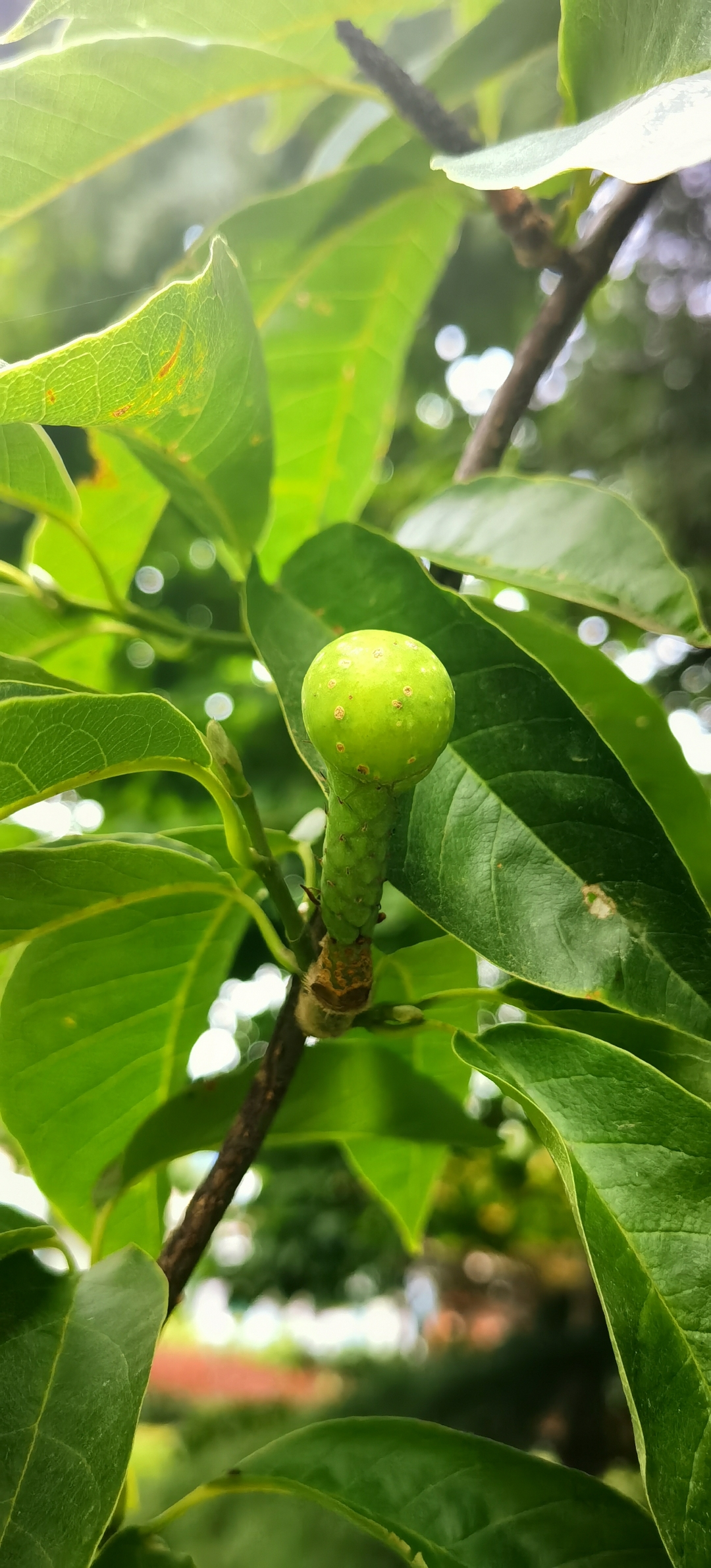 白兰花结果图片