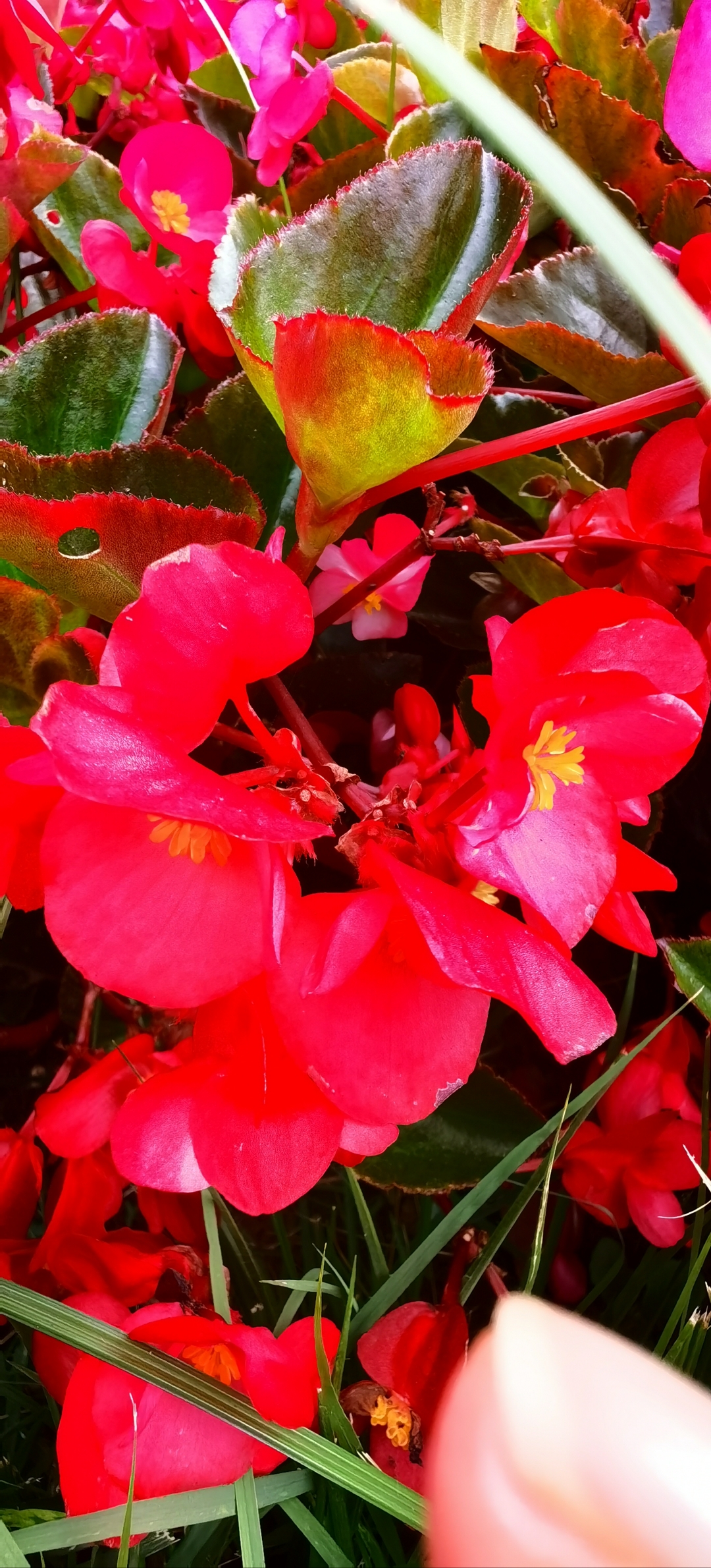 玻璃海棠 璃海棠花 同在西海岸的嘉陵江路边的绿化带里,一片红红的