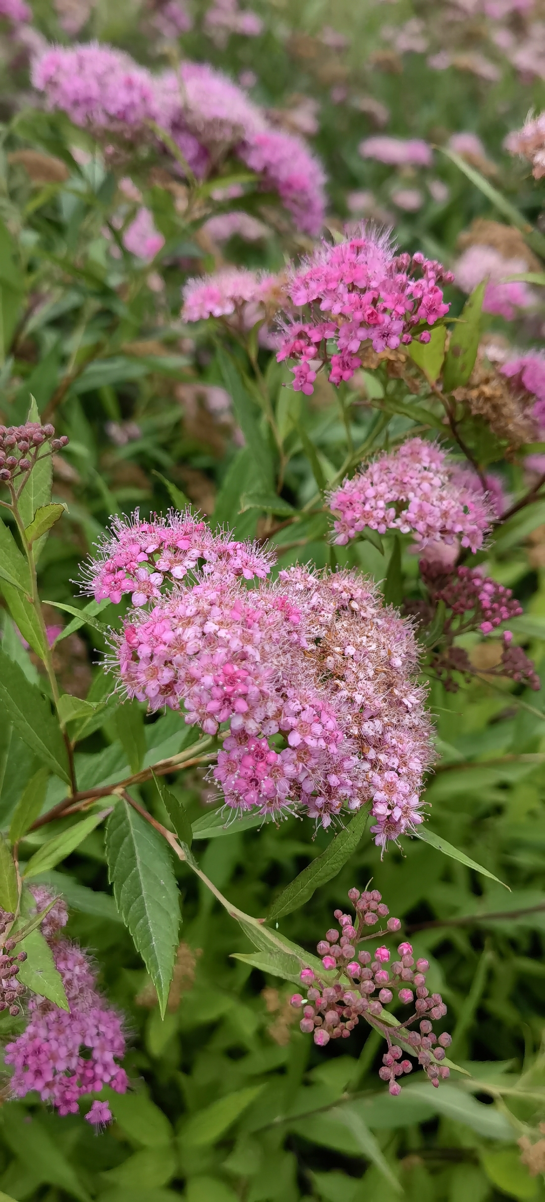 已经错过了它的最佳开花期,刚开的花颜色漂亮,颜色是红粉色的,但是有