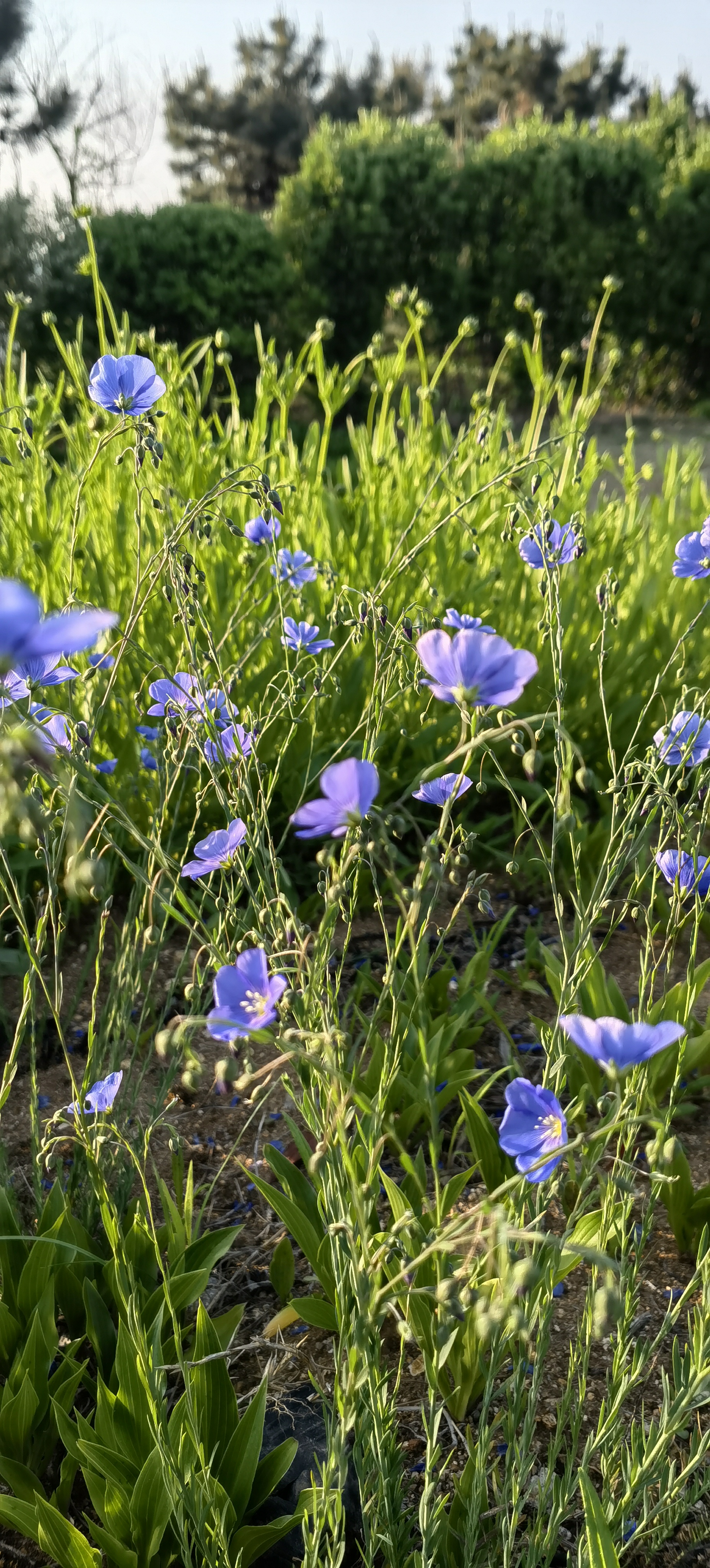 在贫瘠的沙石地上,开的一朵朵蓝色的小花朵
