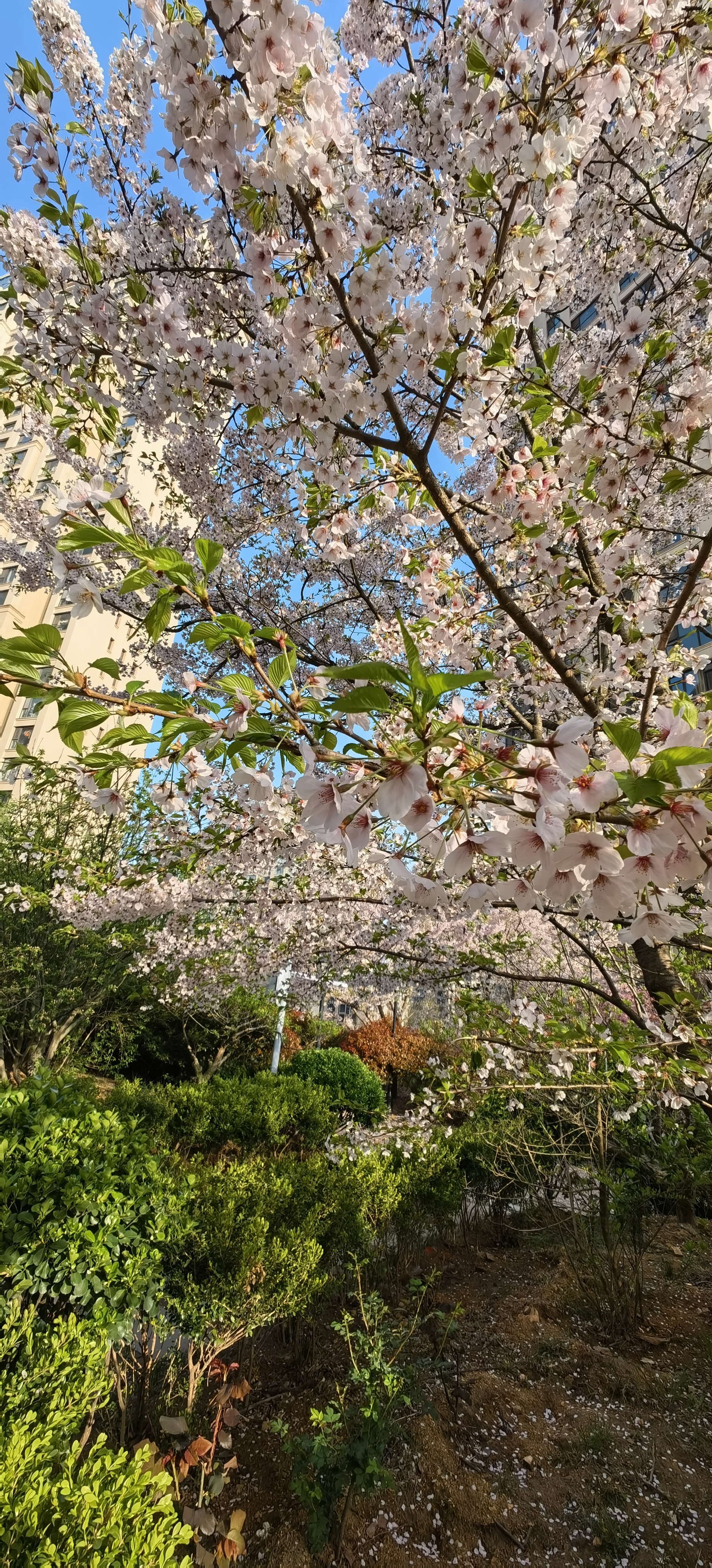 路边粉白色花的树图片