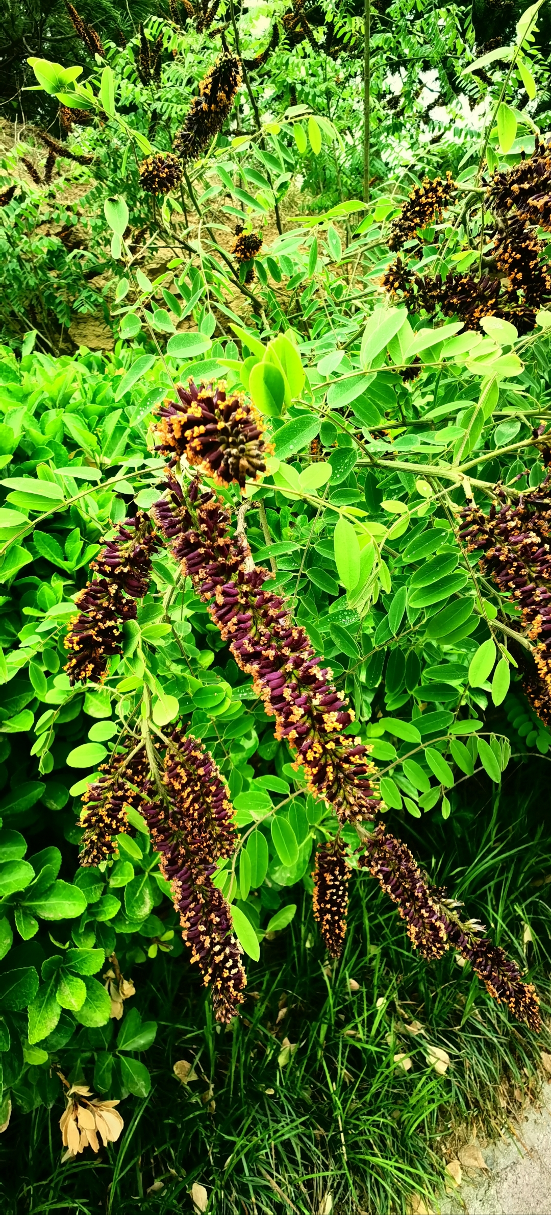 棉槐树 这是棉槐树,它的树条子就是以前用来编筐子篓子的.