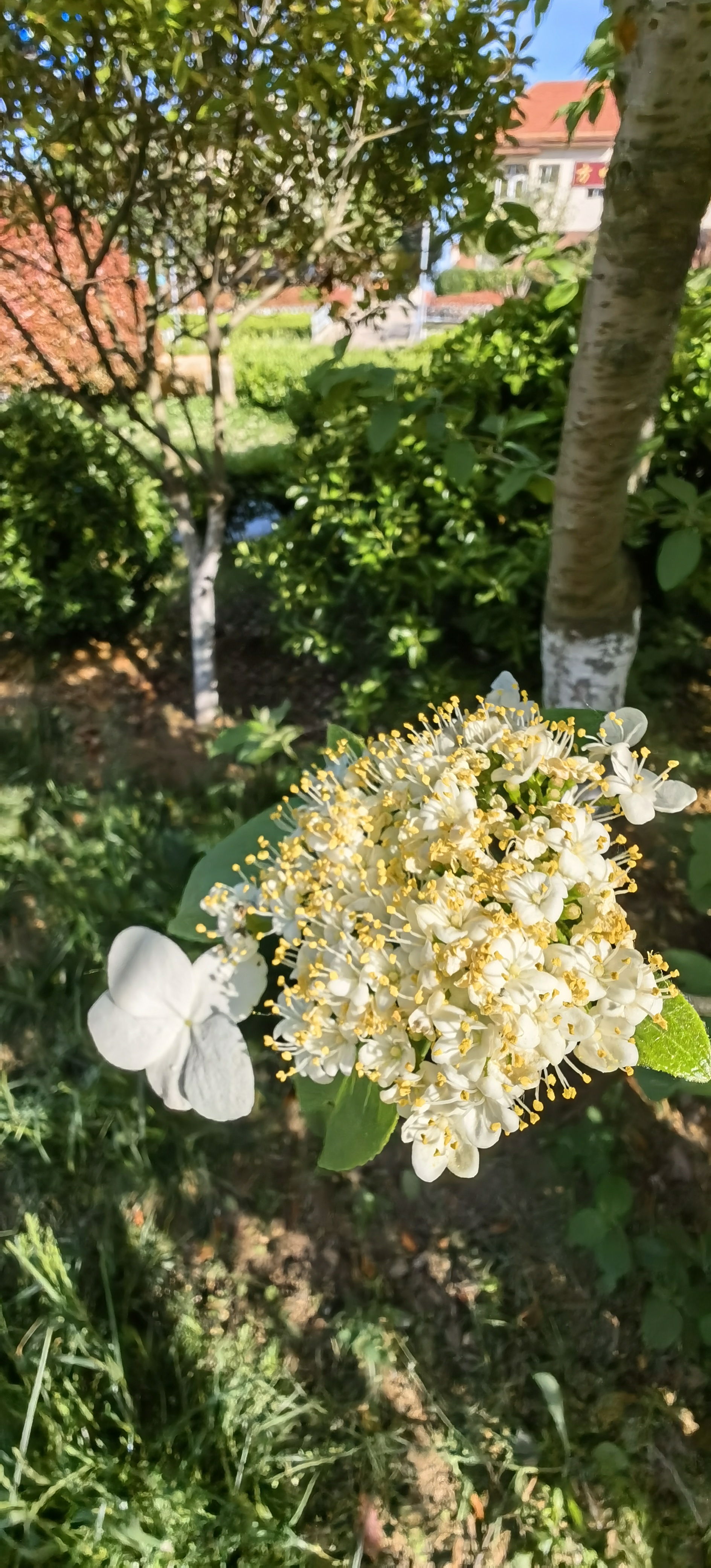 琼花的寓意图片