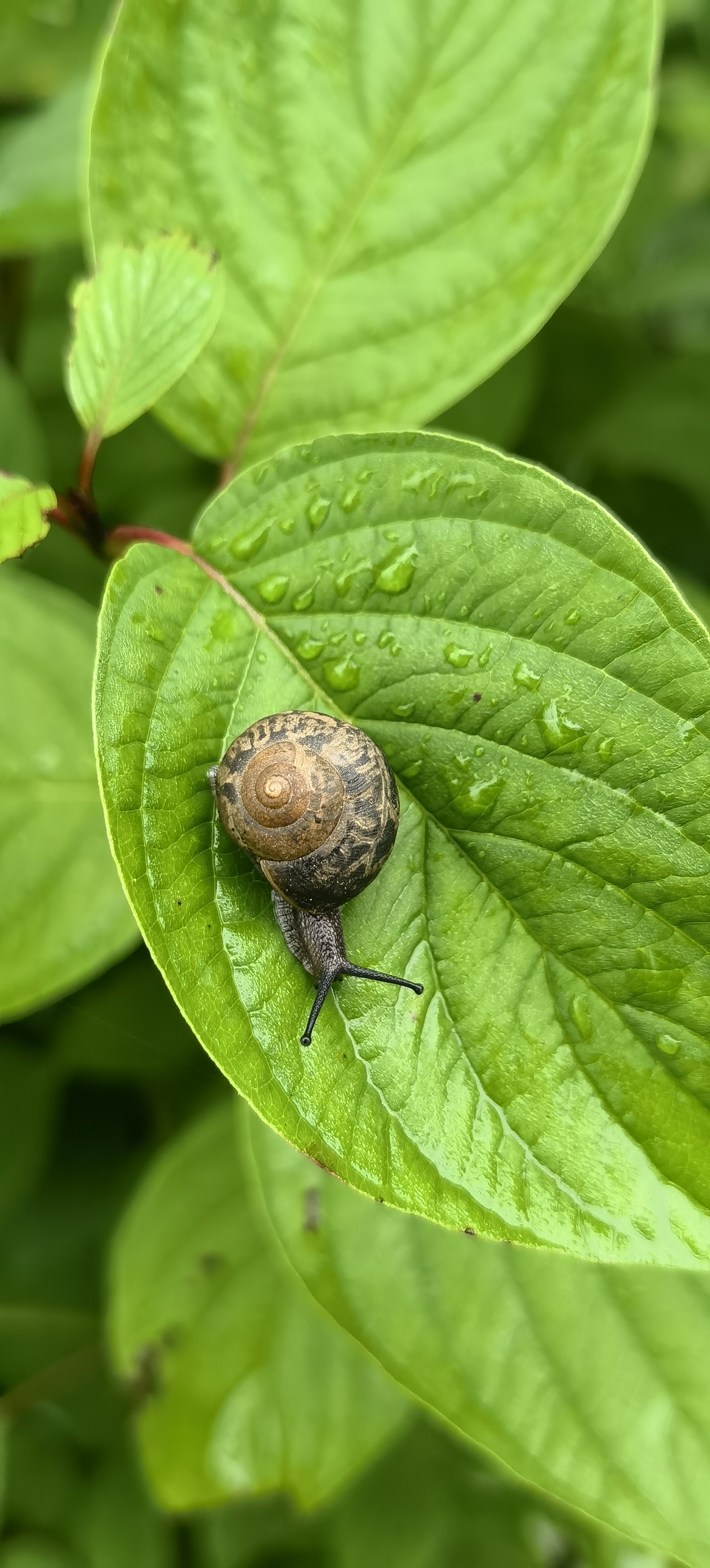 夏日慢慢游#  三种不同的蜗牛,一只在树上,一只在树叶上,一只在地上.