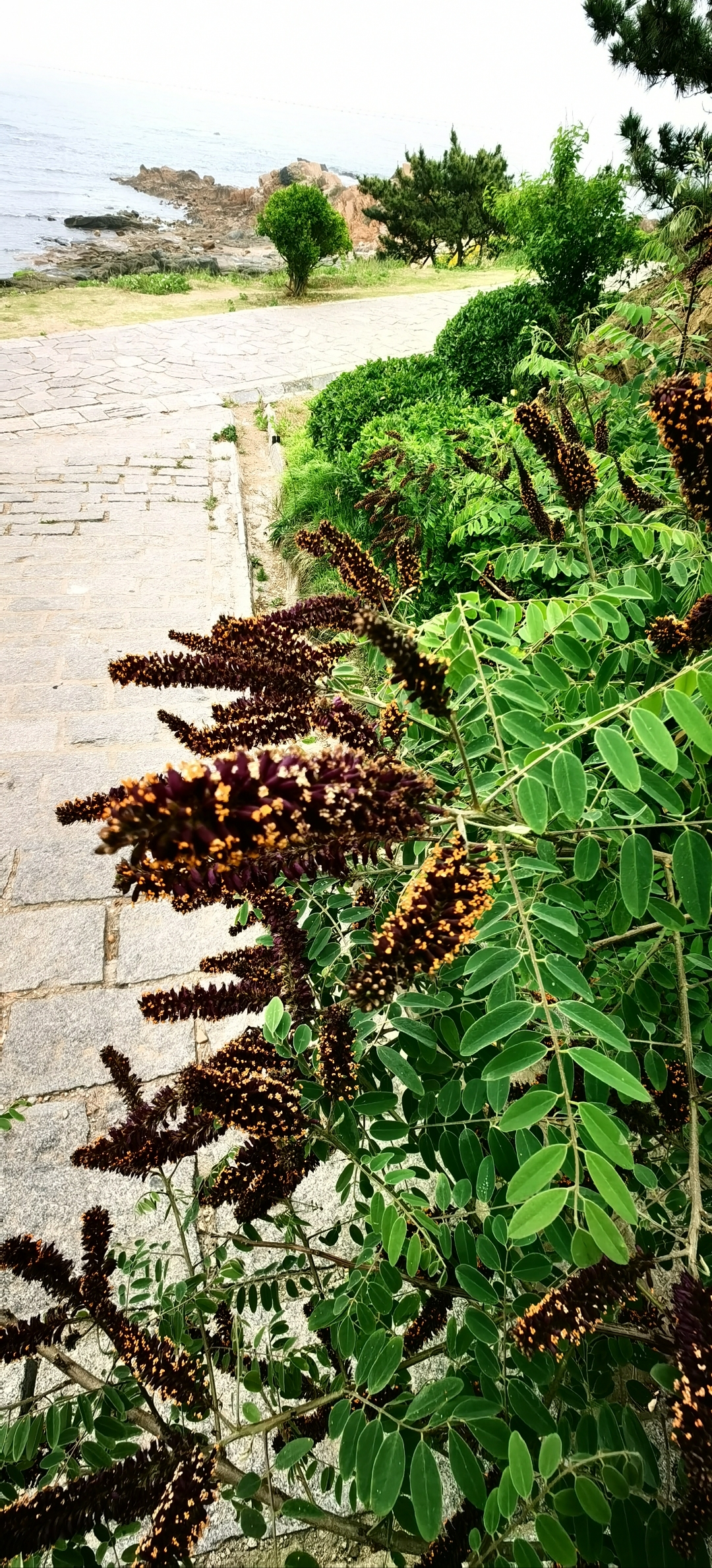 棉槐树 这是棉槐树,它的树条子就是以前用来编筐子篓子的.