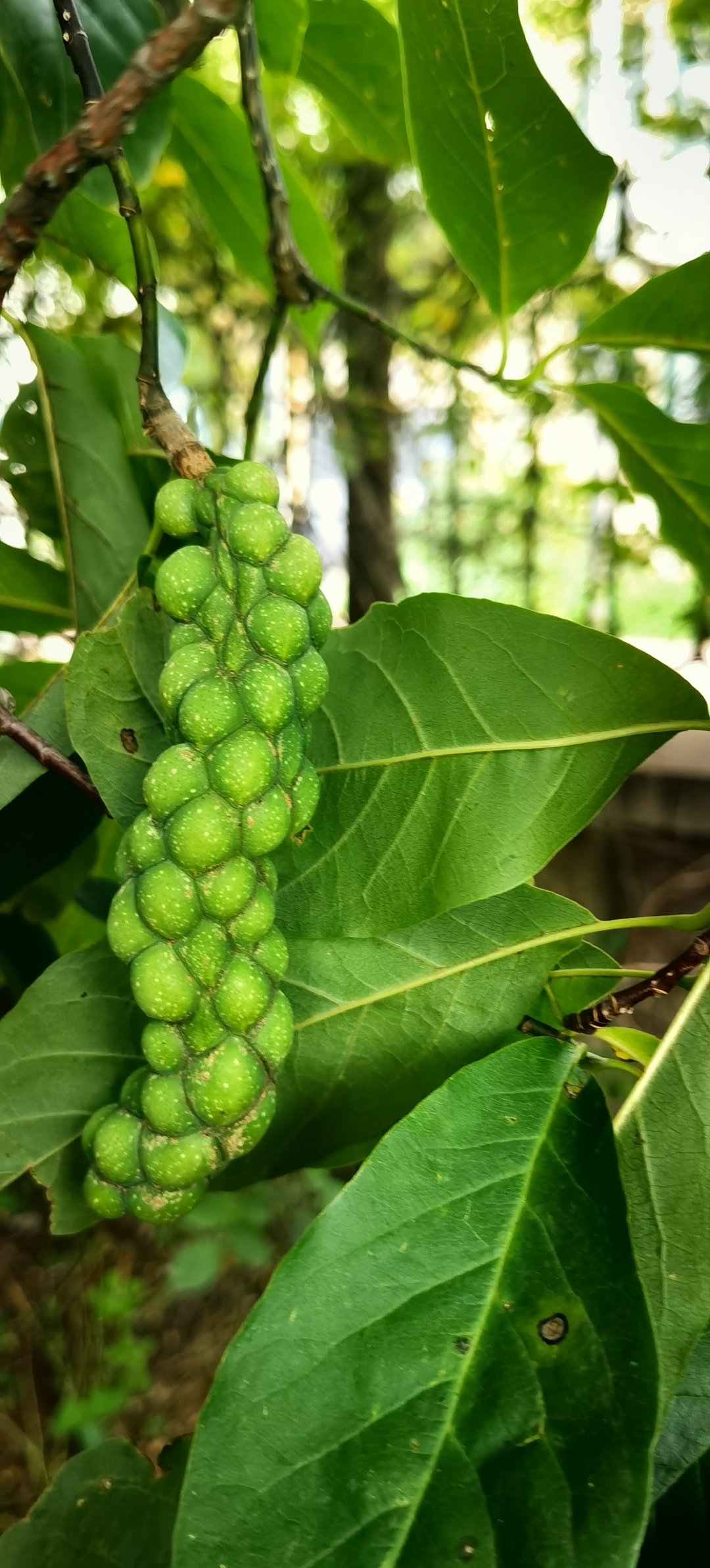 白兰花结果图片