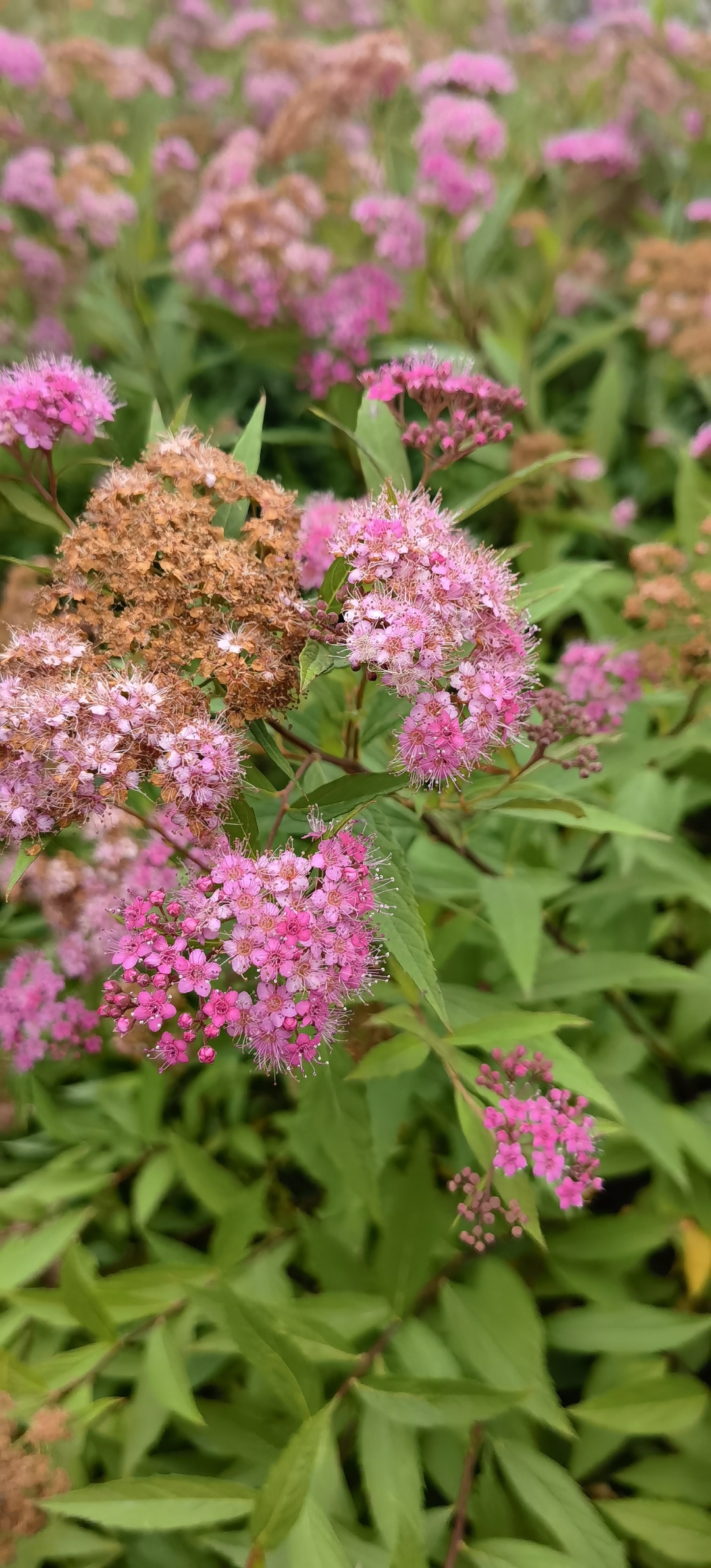 粉花绣线菊 我发现这种花的时候,已经错过了它的最佳开花期,刚开的花