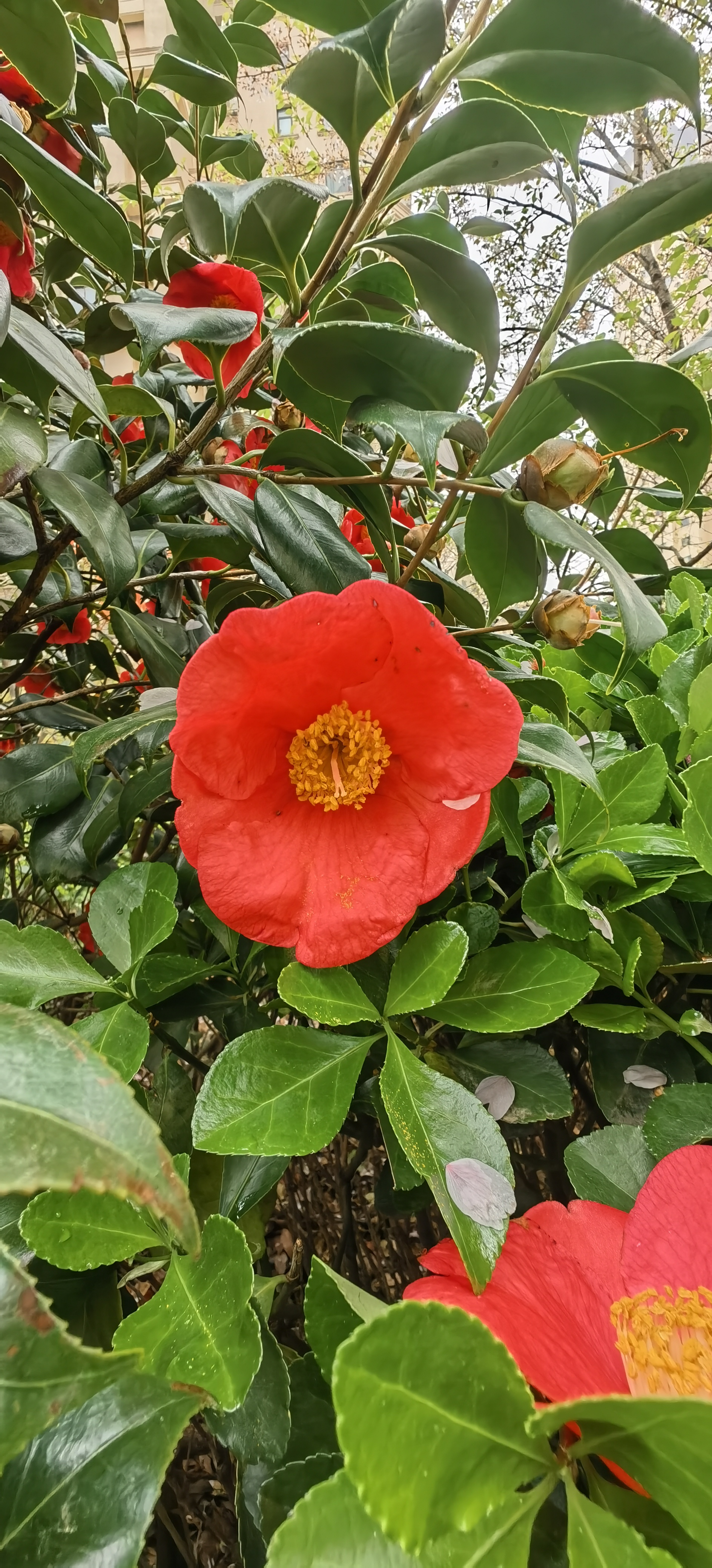 青岛崂山耐冬茶花图片