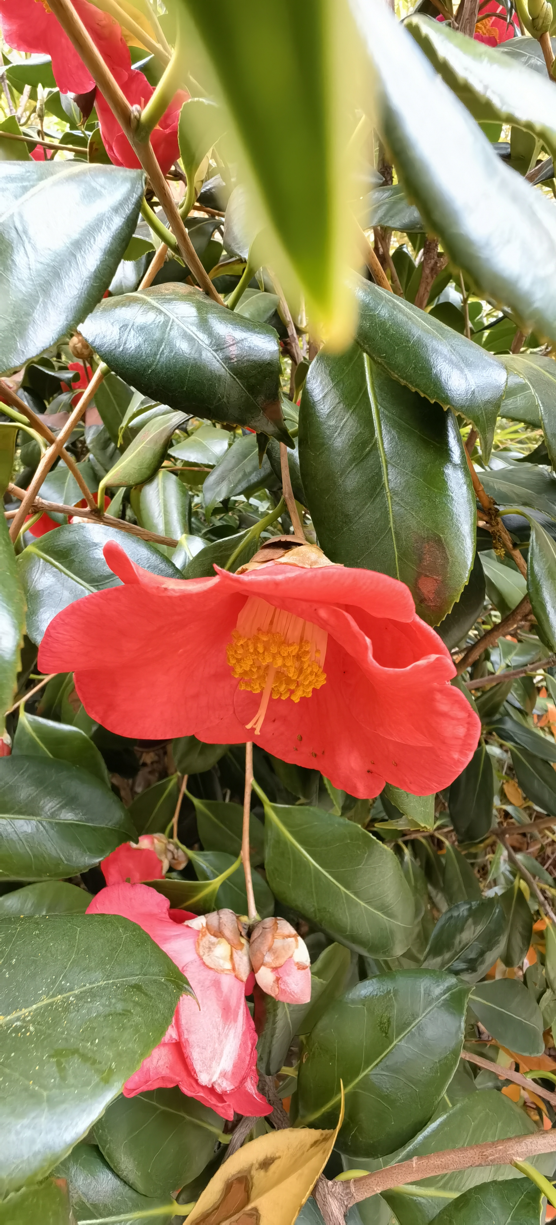 青岛崂山耐冬茶花图片