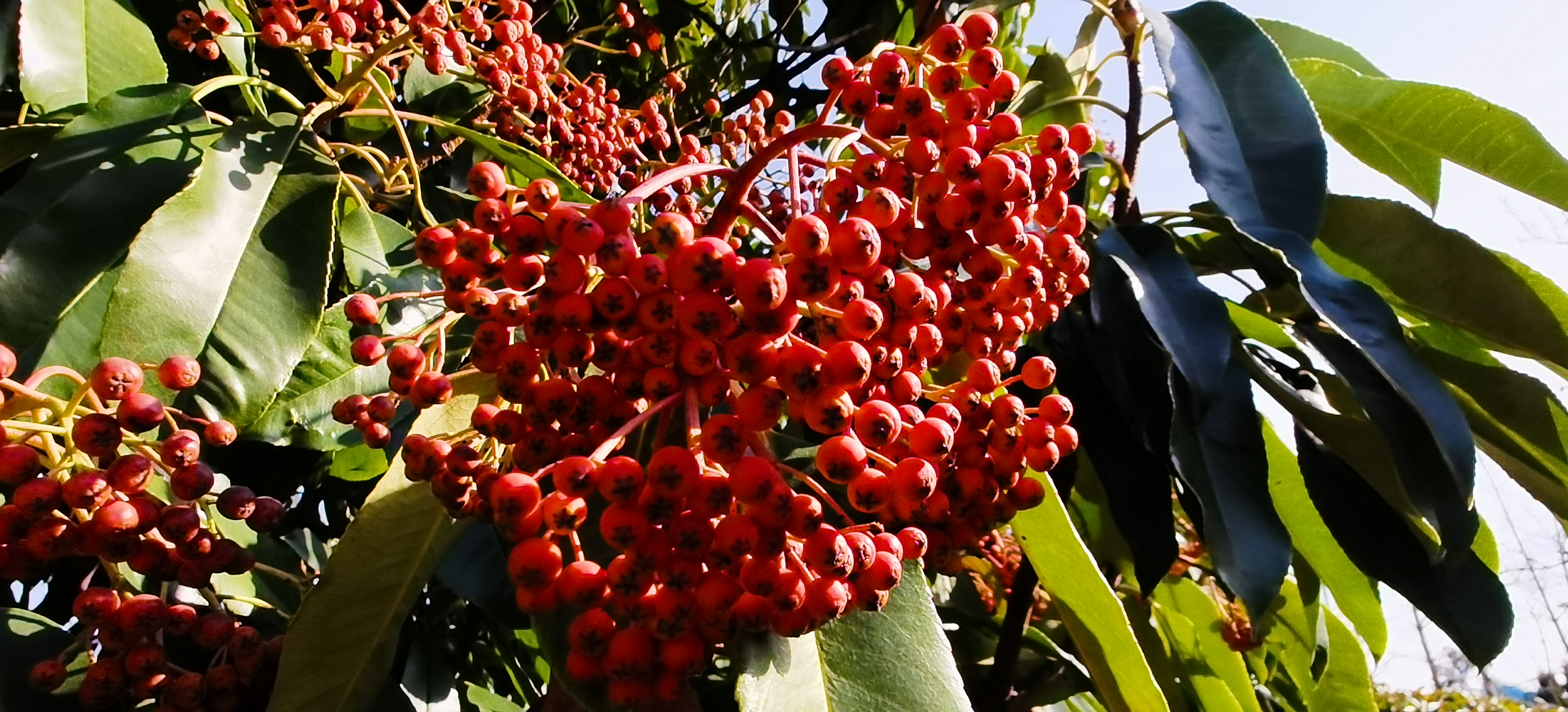 球花石楠果实图片