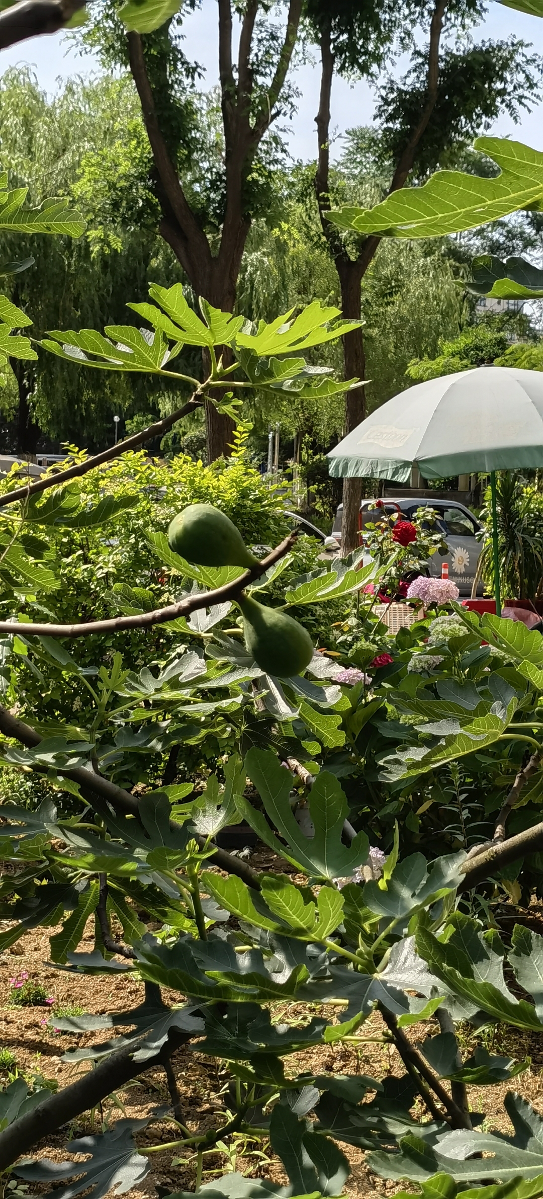 我们这边无花果树不多,山东是威海的无花果最美味