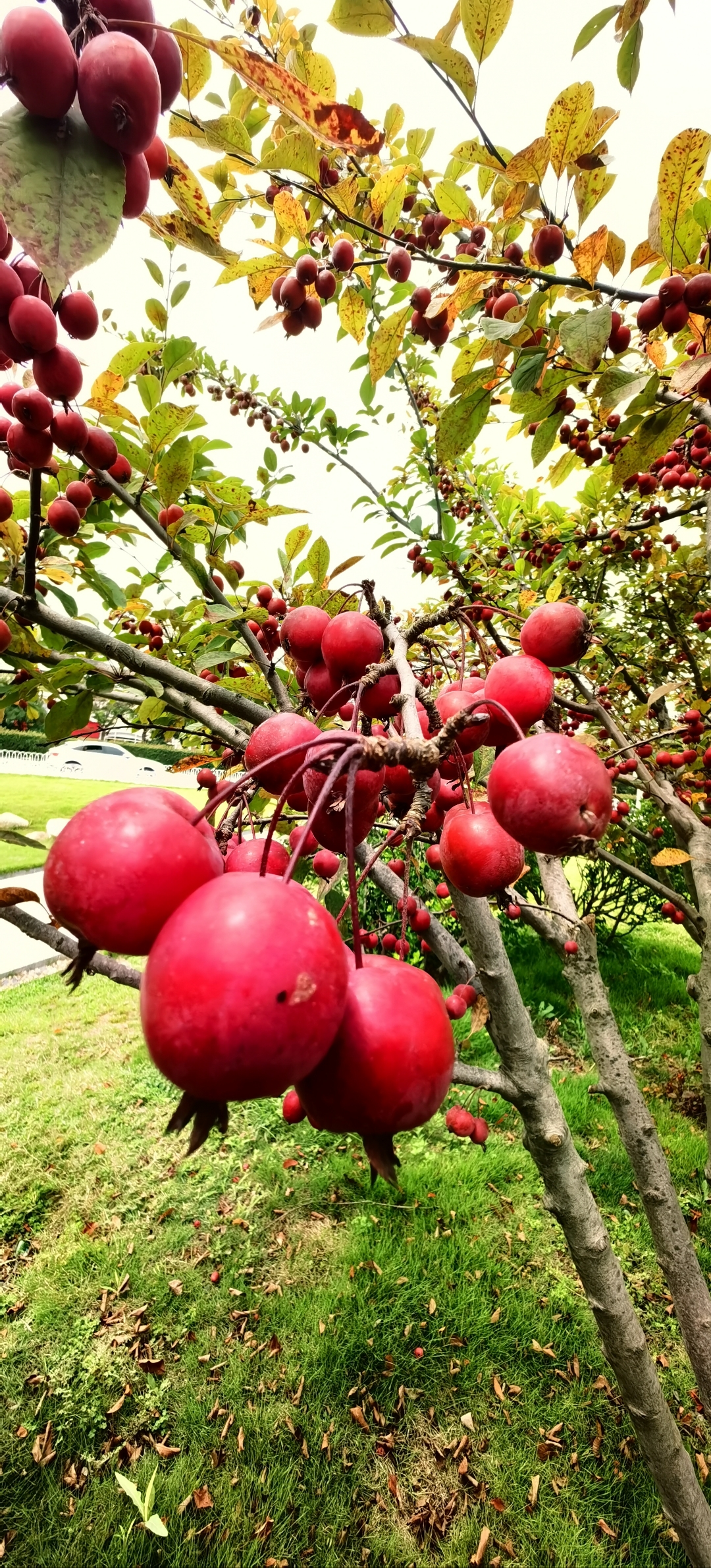 紫叶桃花果实图片