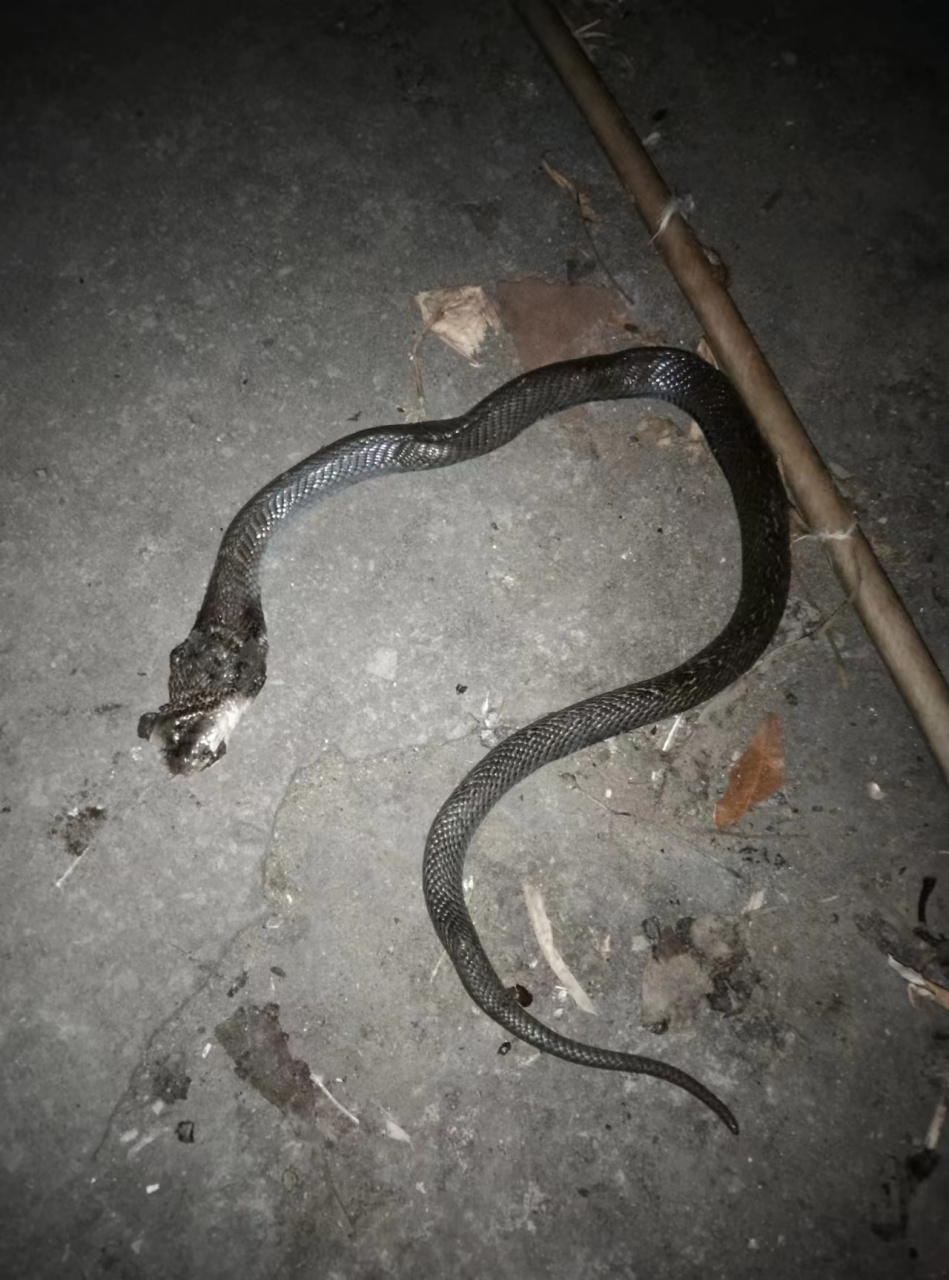 小时候在遂溪县港门生活,记得有手臂粗的蛇盘缠在树枝杆上,走在树下