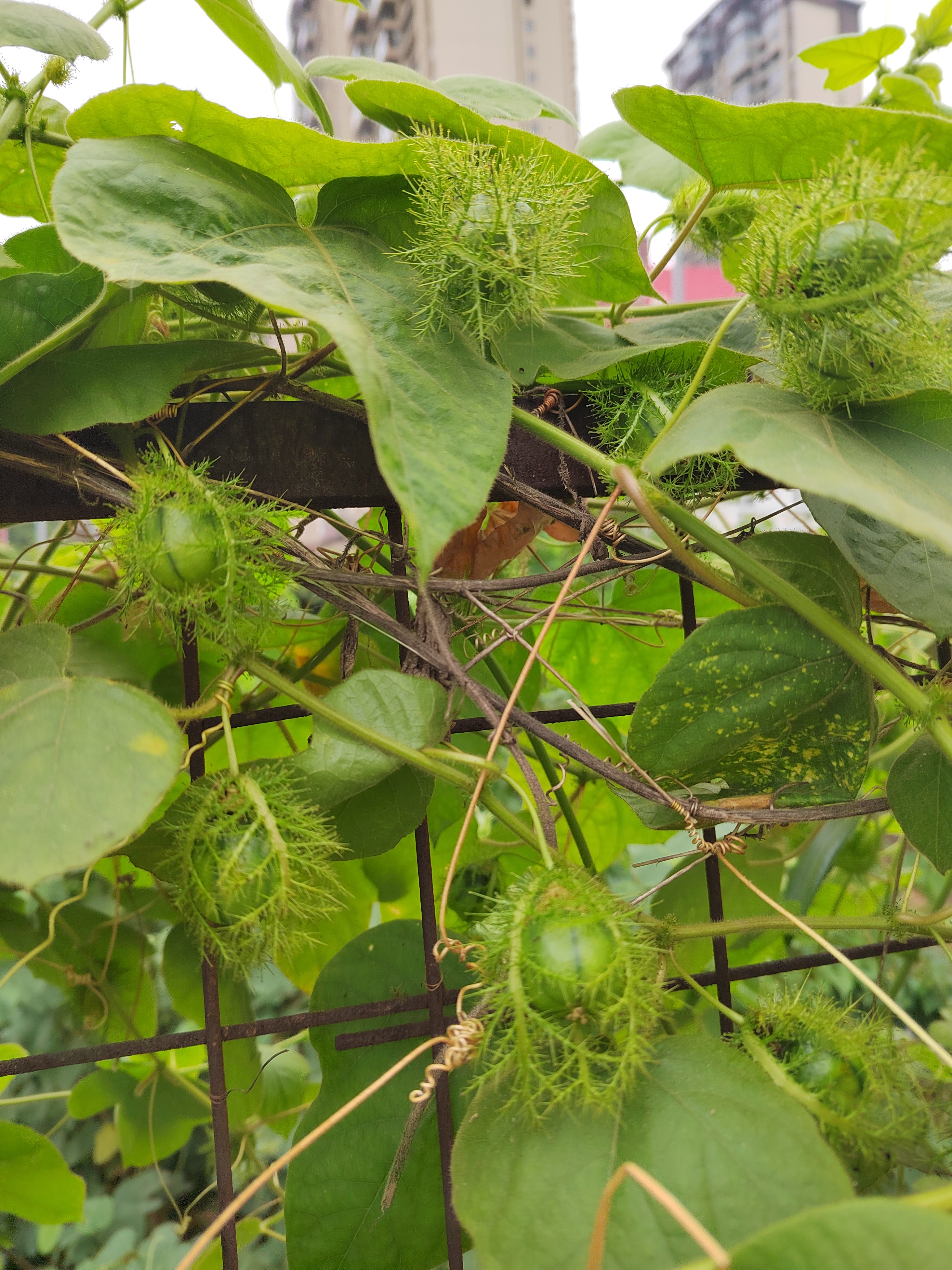 既熟悉又陌生的水果:龙珠果.