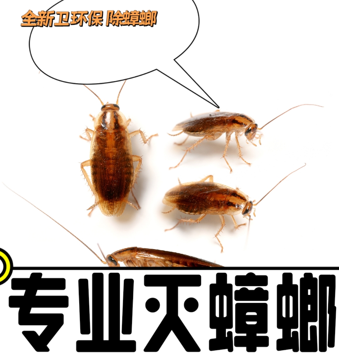 蟑螂防治