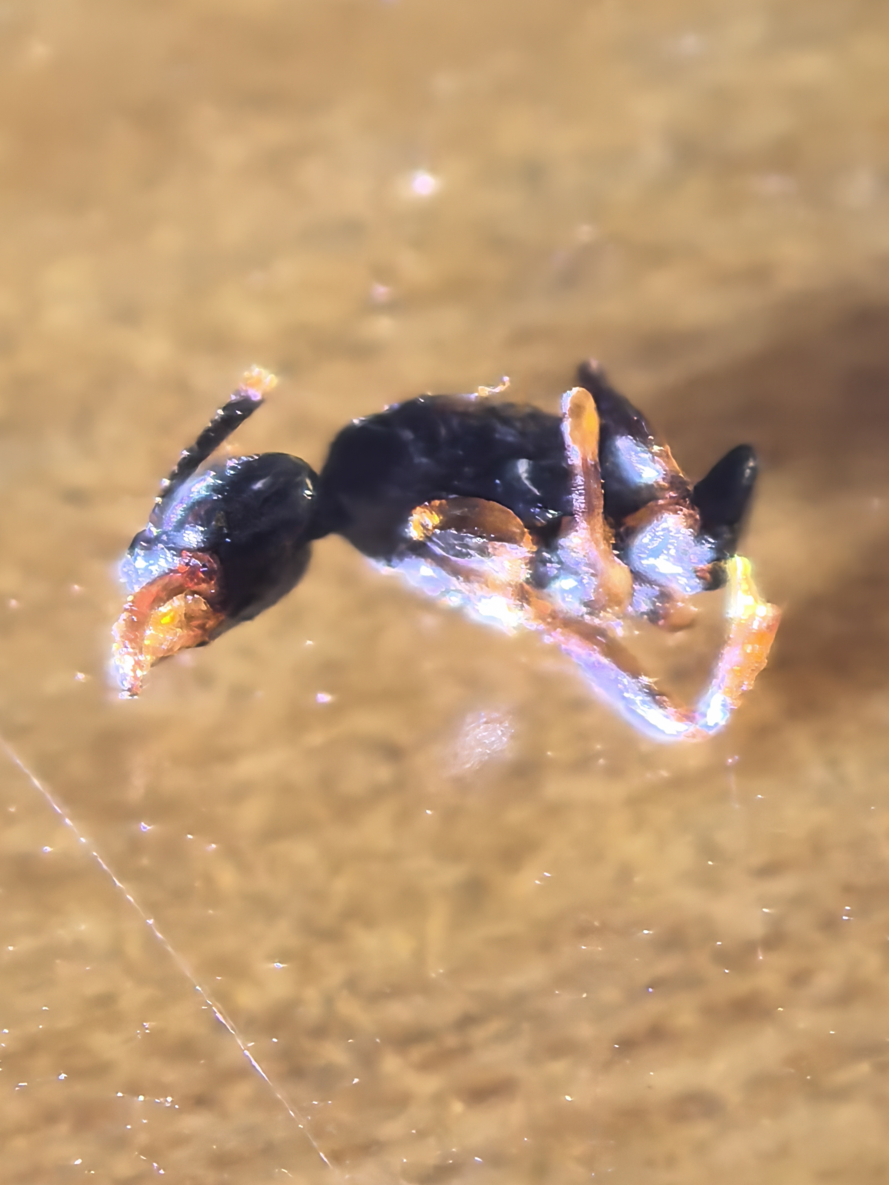 请问这个是什么虫子