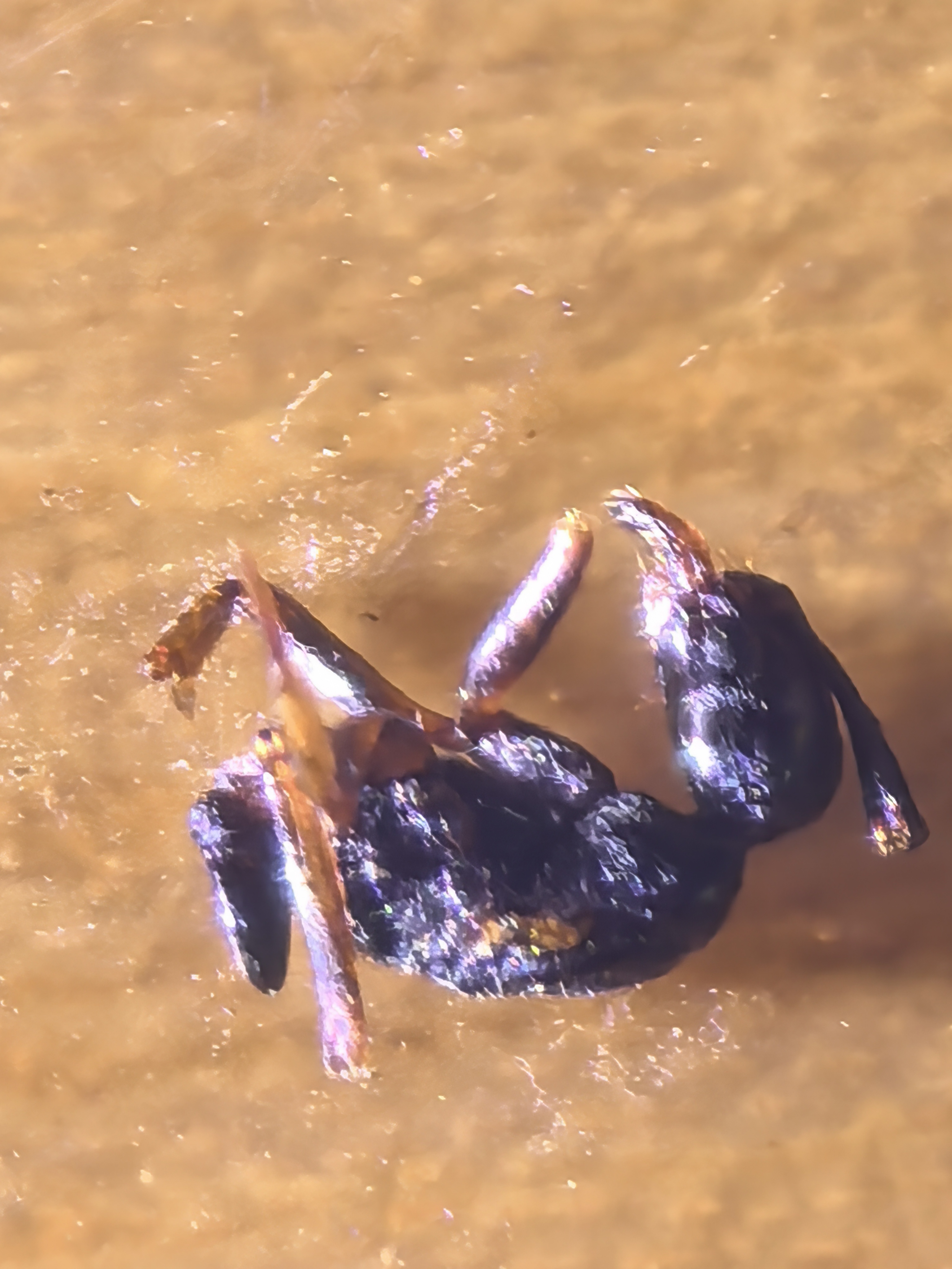 请问这个是什么虫子