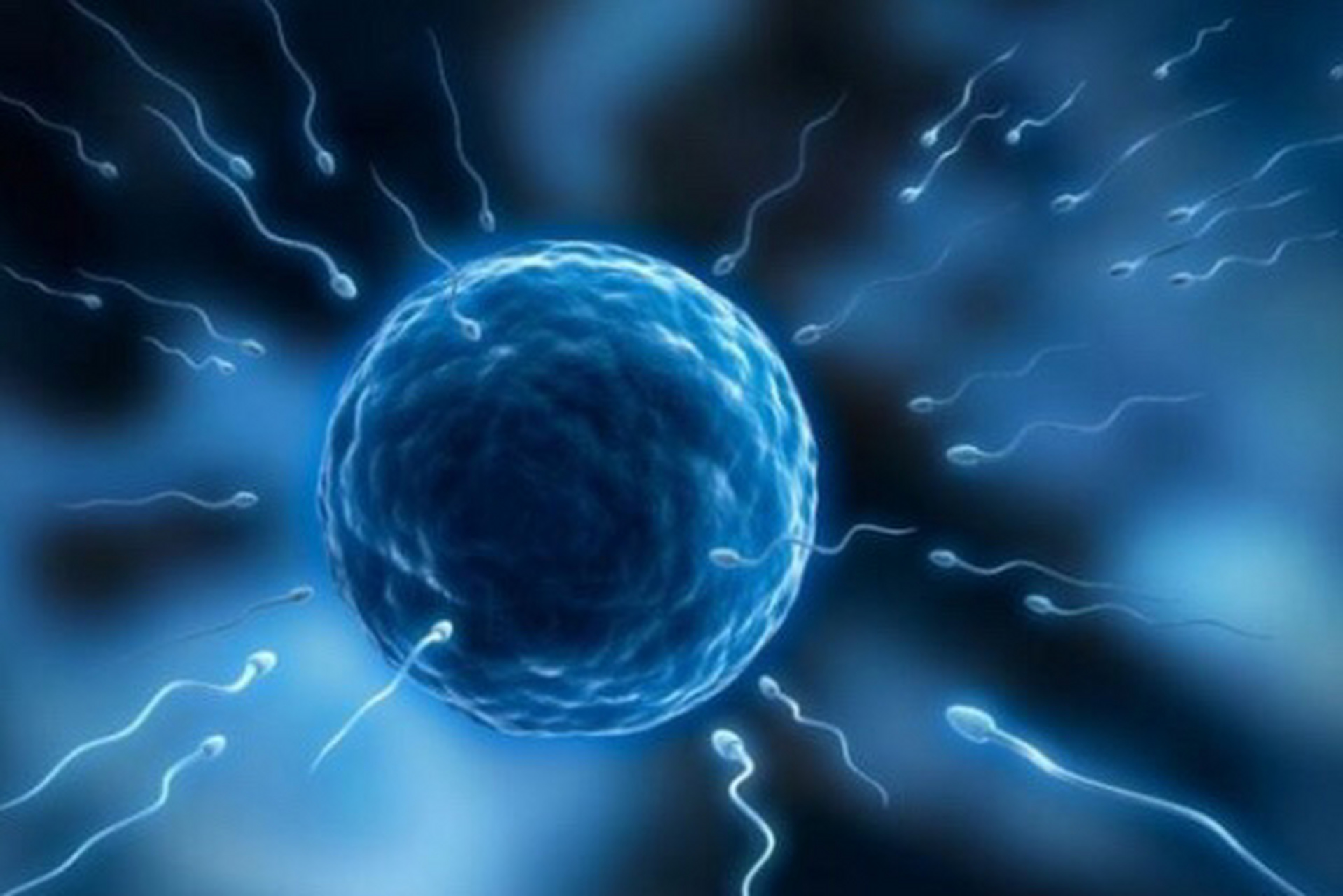 怀孕是一个复杂的过程,需要满足以下条件雌性卵巢式成熟的优势卵泡