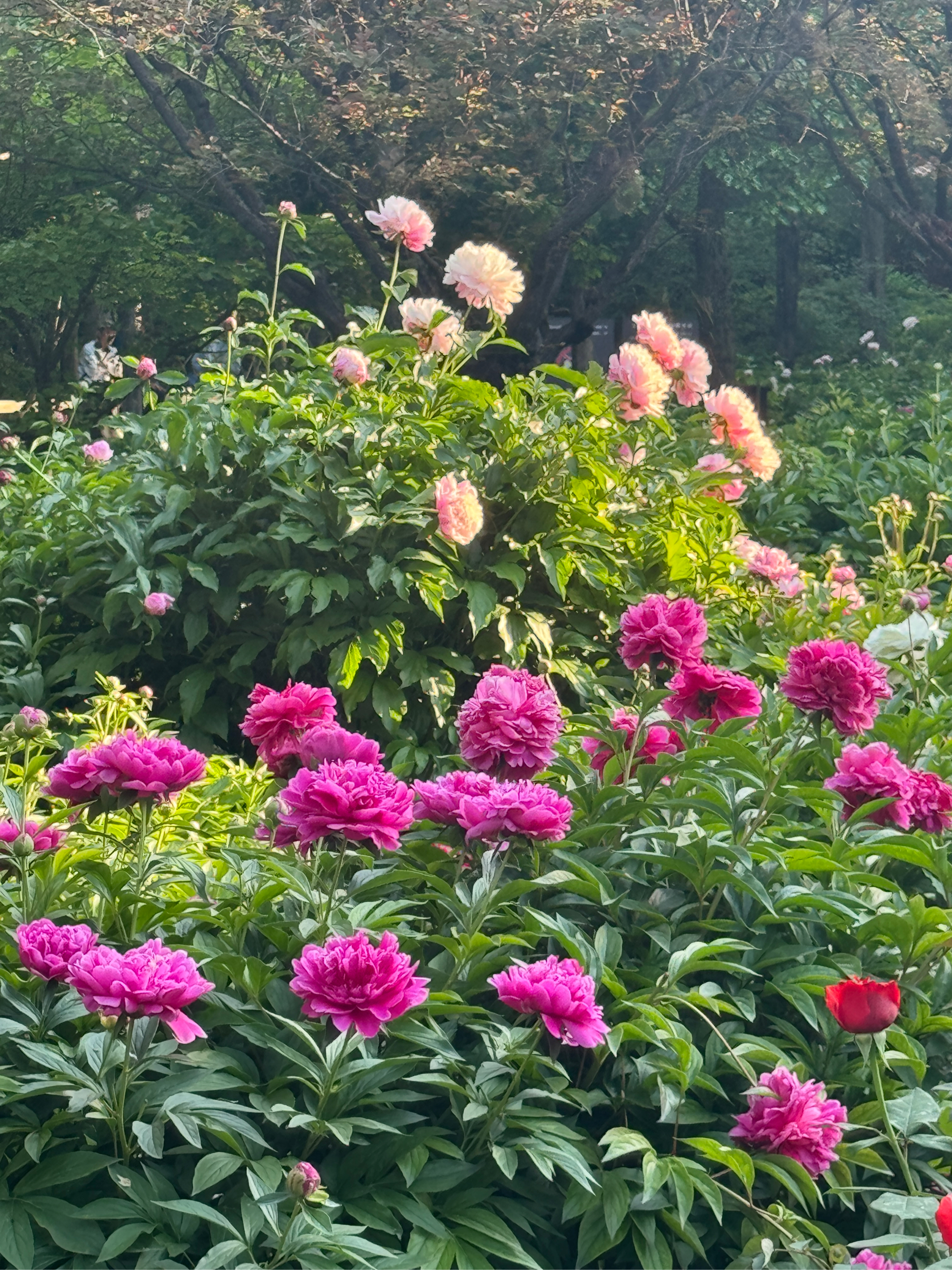 陈巷芍药花图片