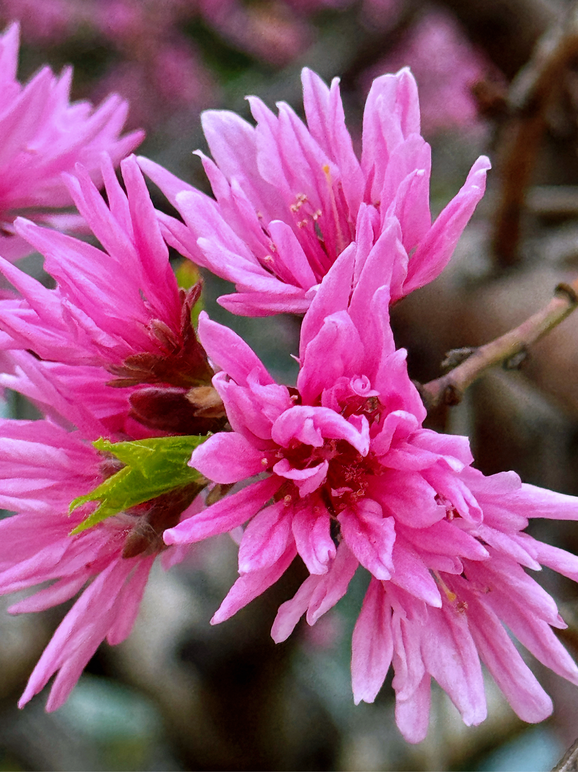 菊花桃简介图片