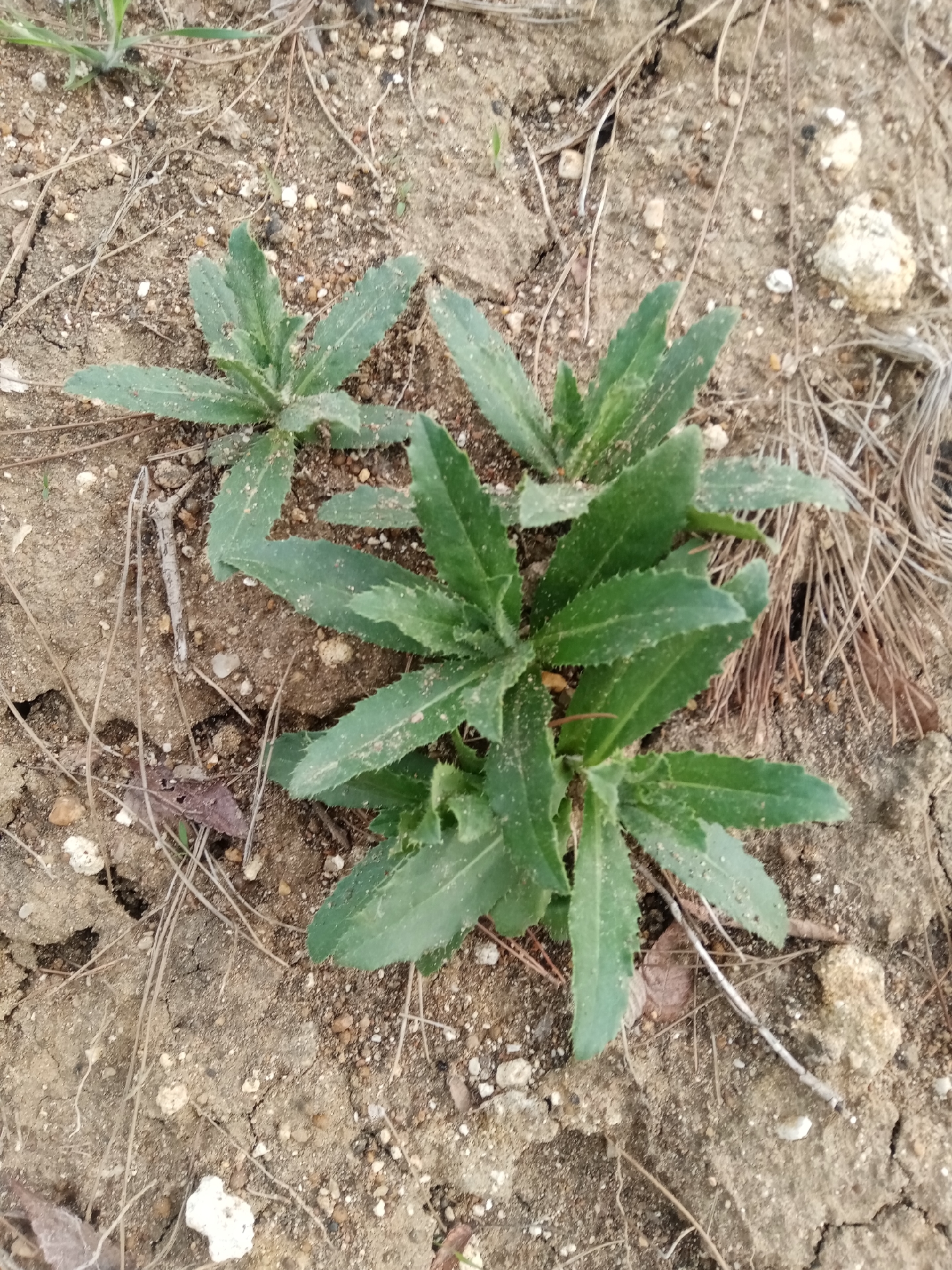 原野里的野菜很多