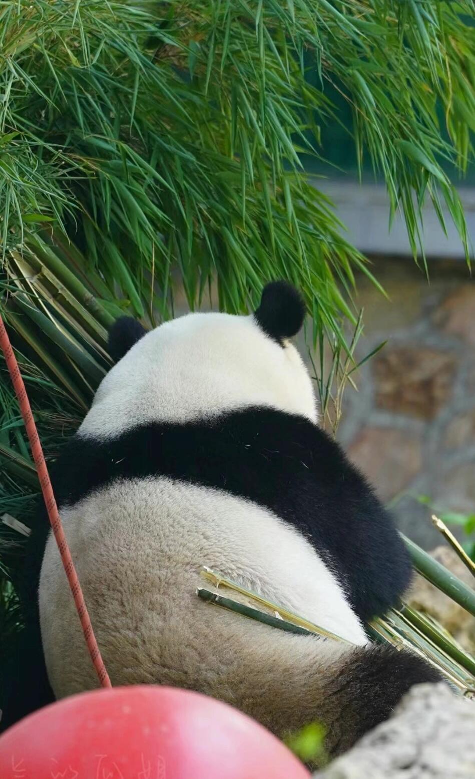 墙角的熊猫,背影胖胖的,不知在想些什么心事.我在想它究竟在想什么呢?
